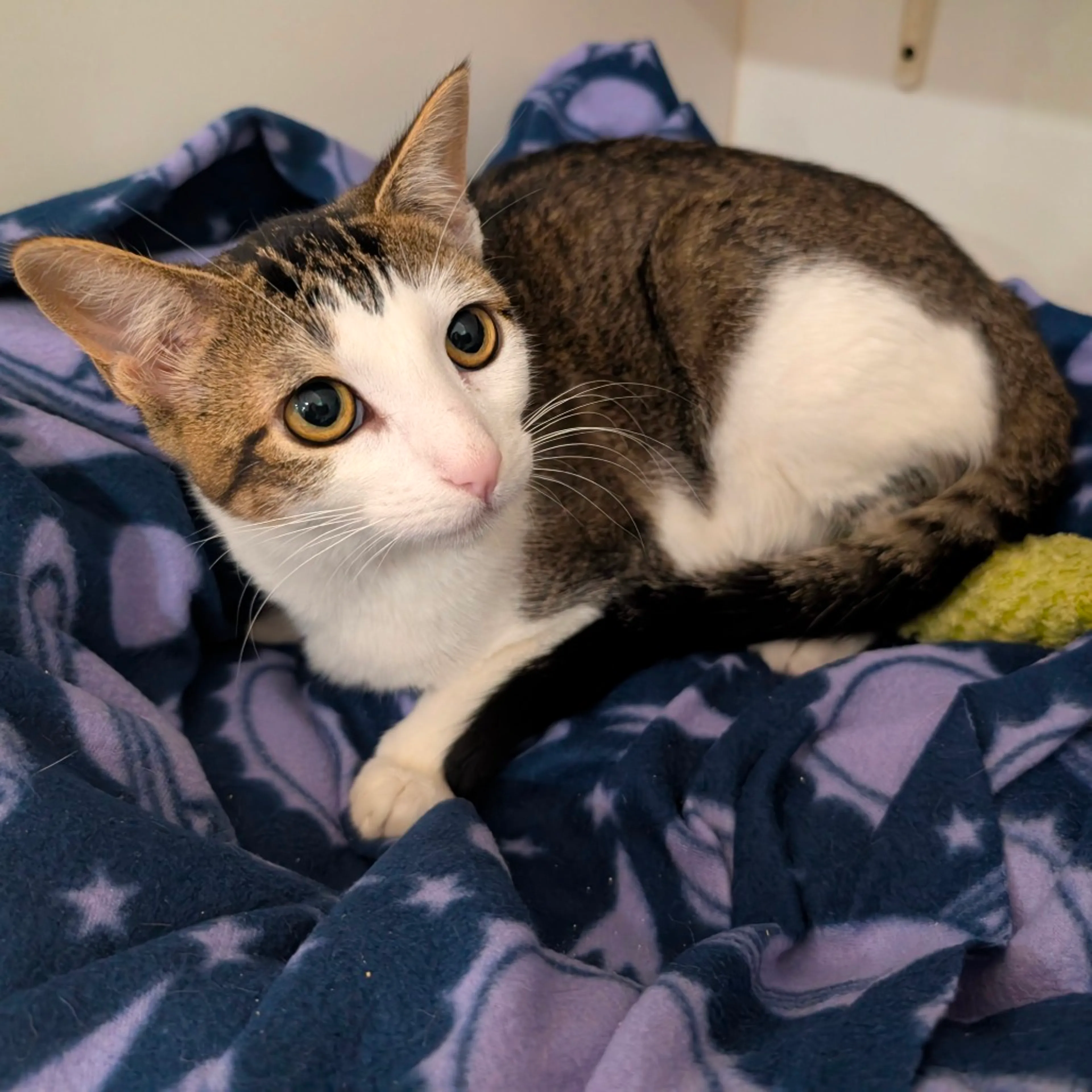 Found pet-5
