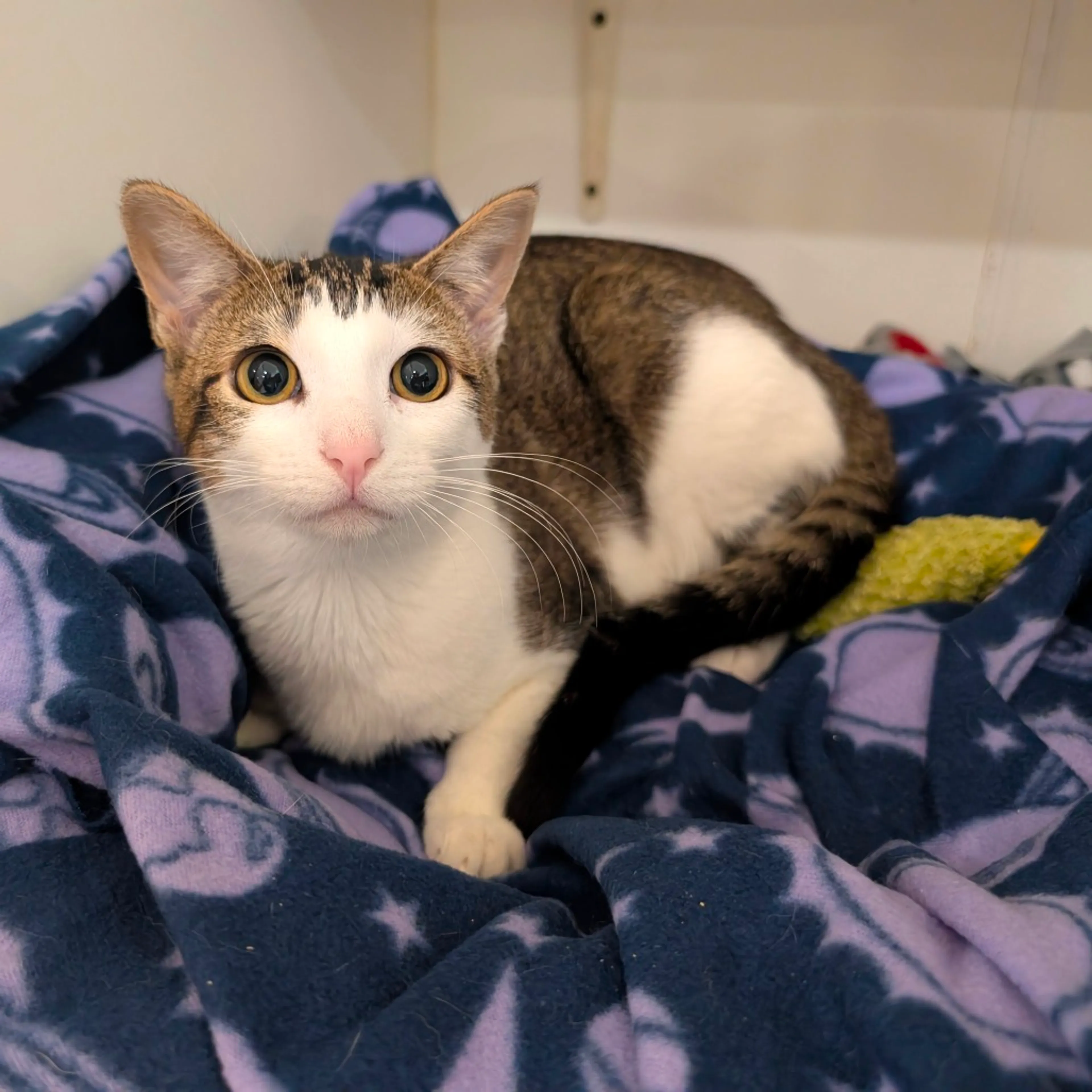 Found pet-6