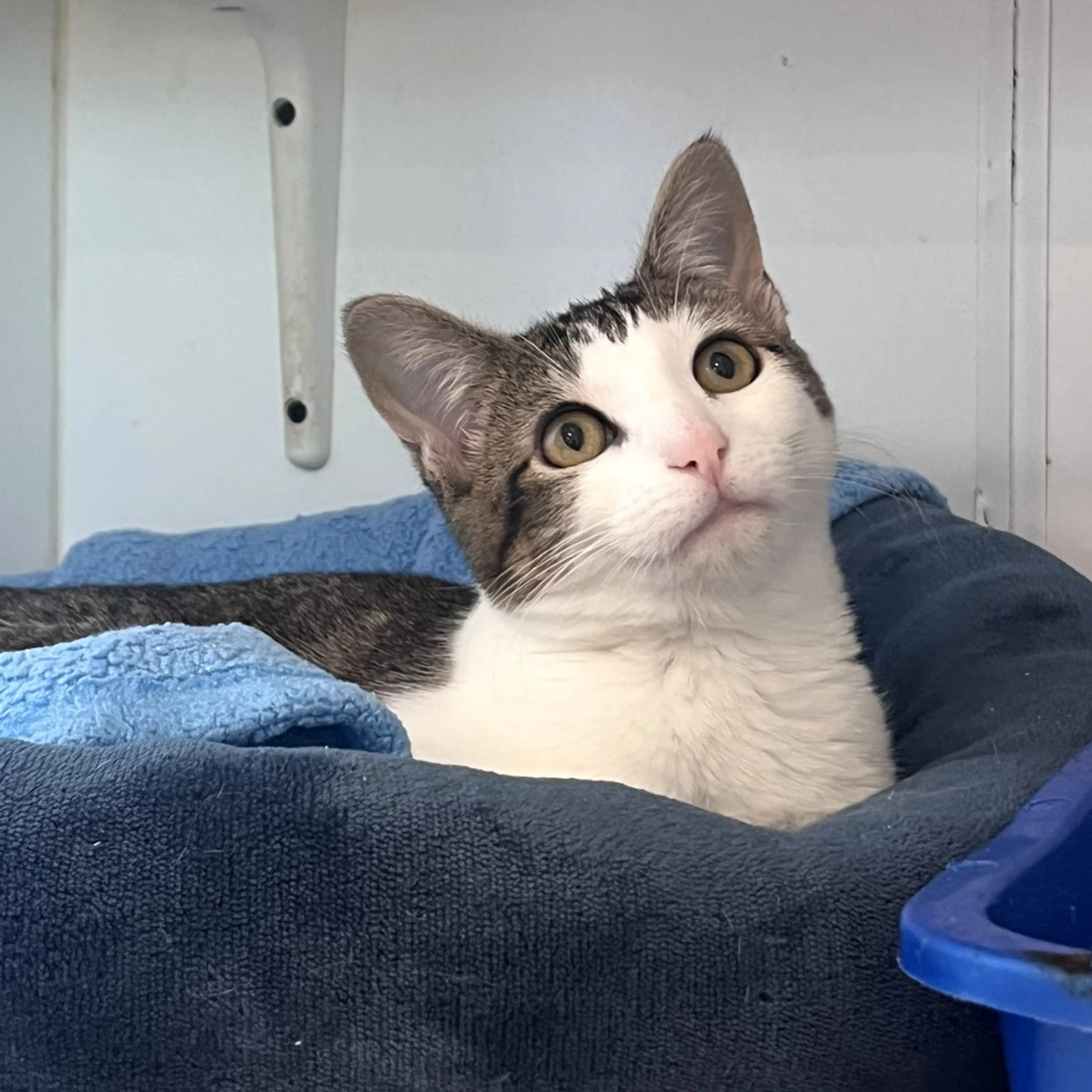 Found pet-4