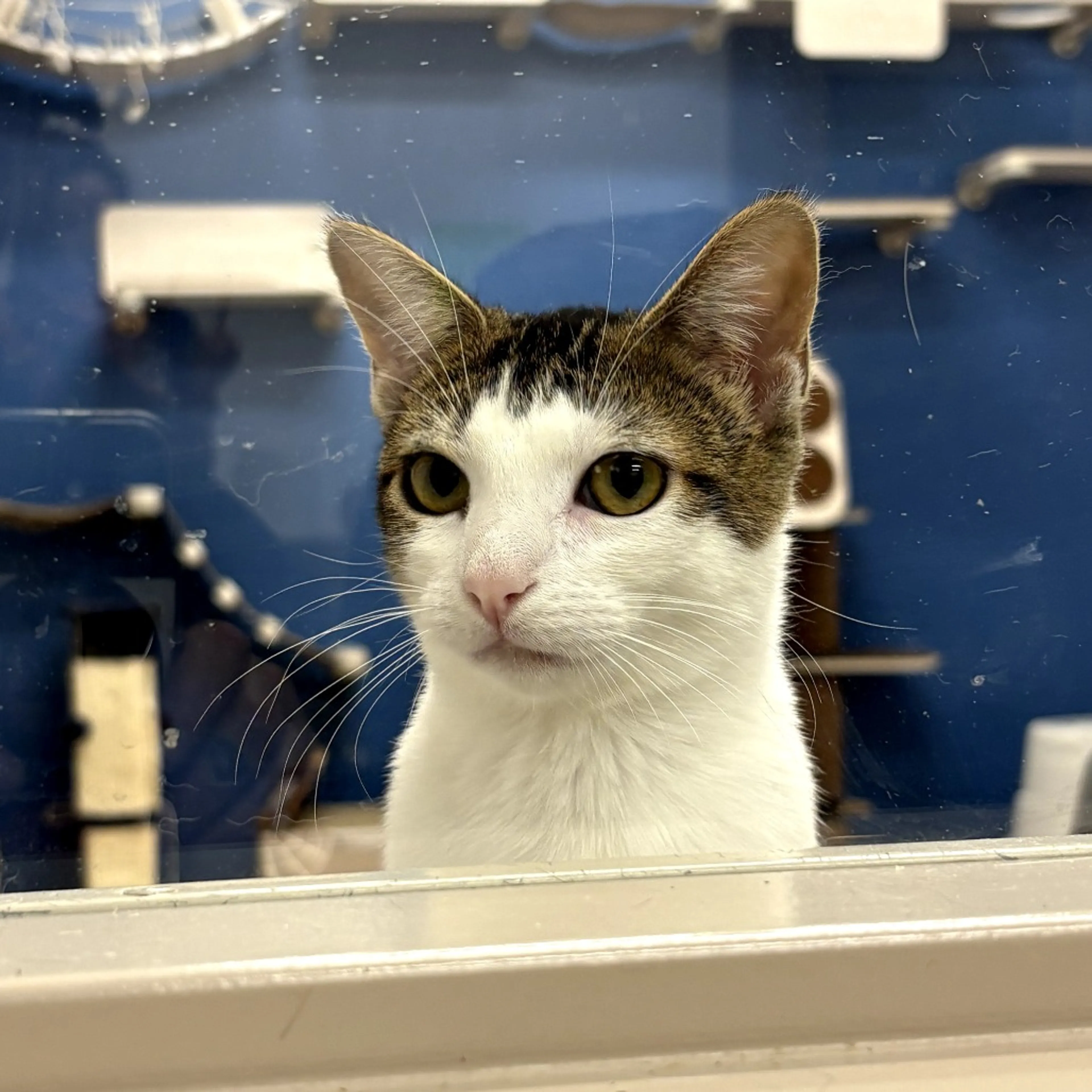 Found pet-19
