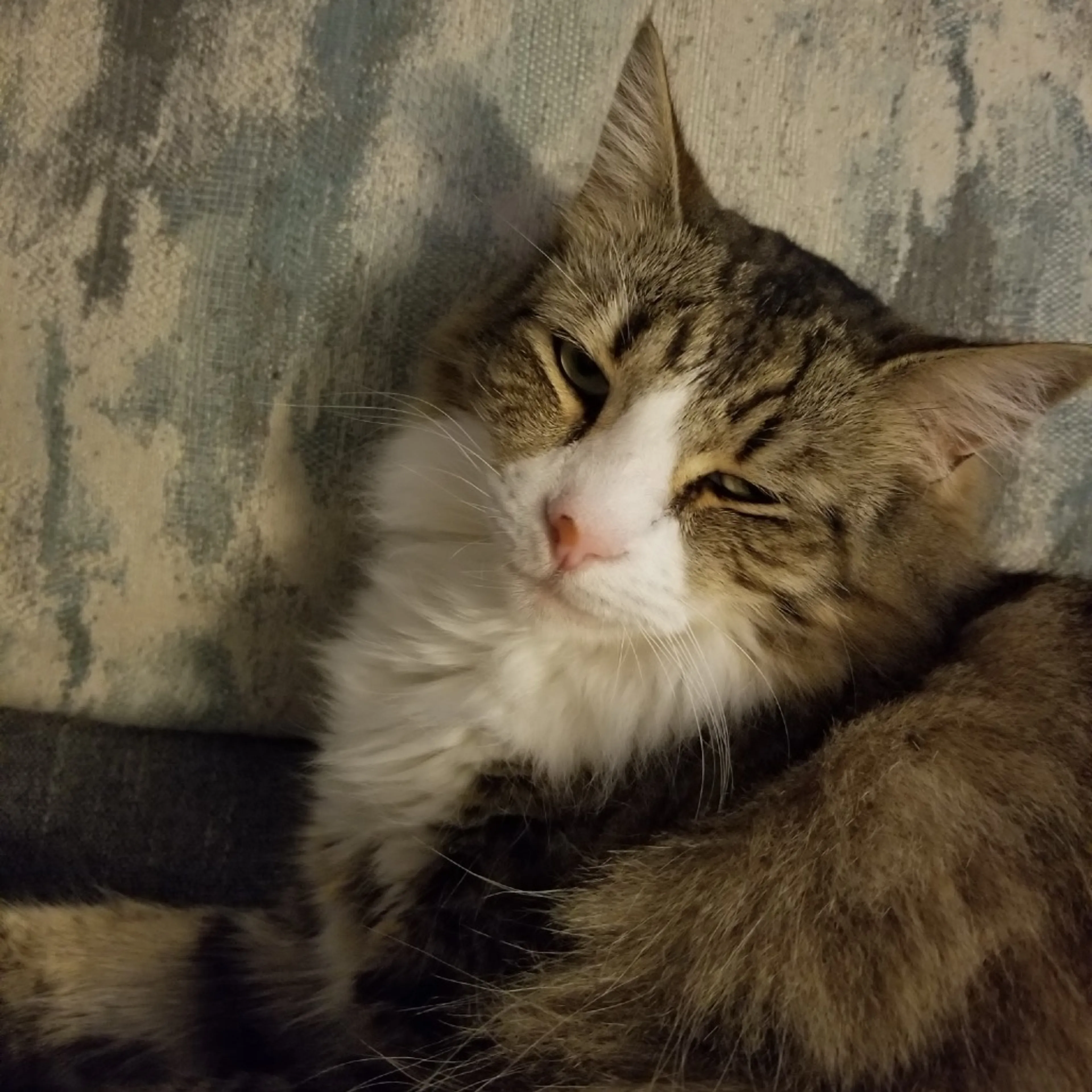 Found pet