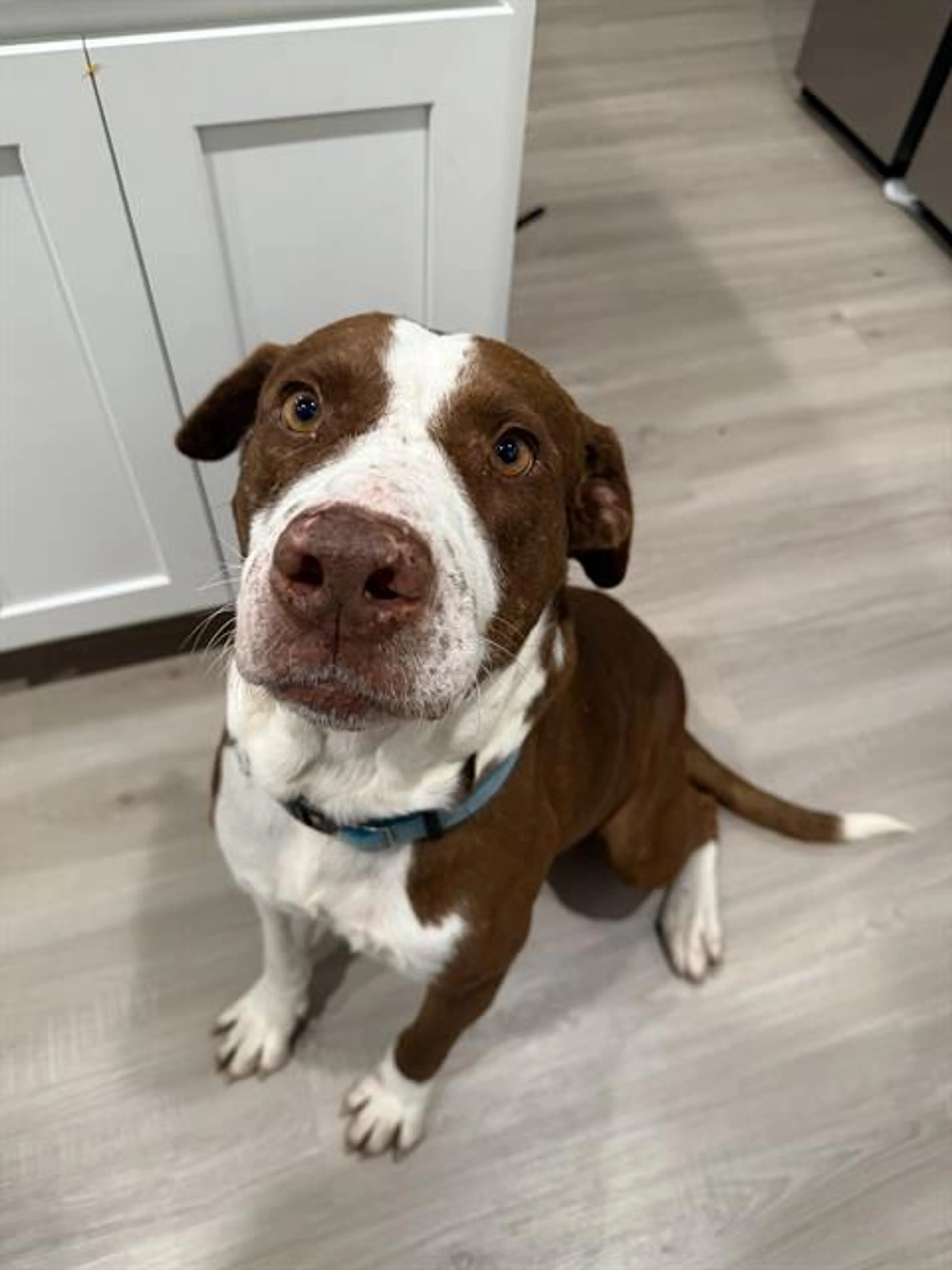 Found pet