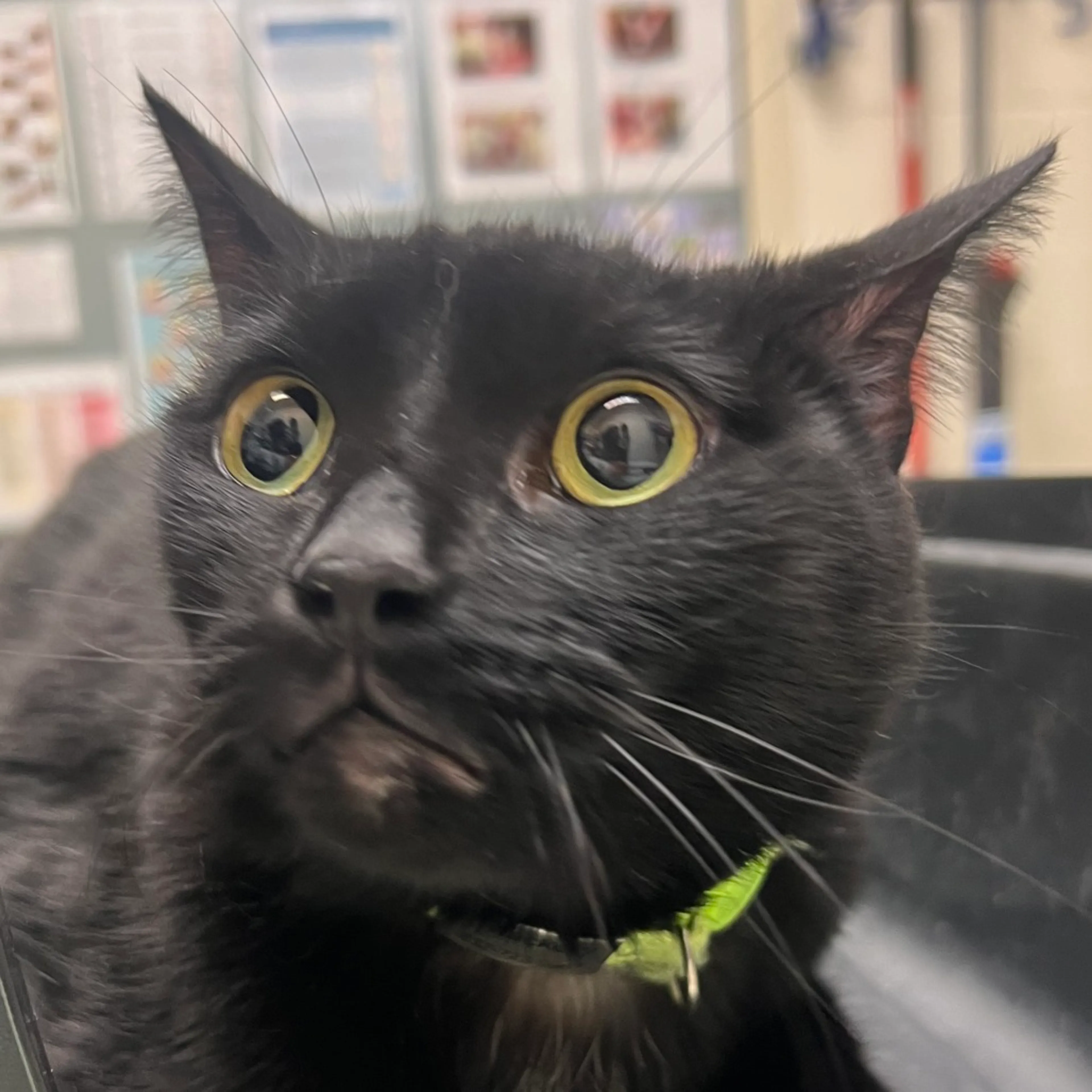 Found pet-1