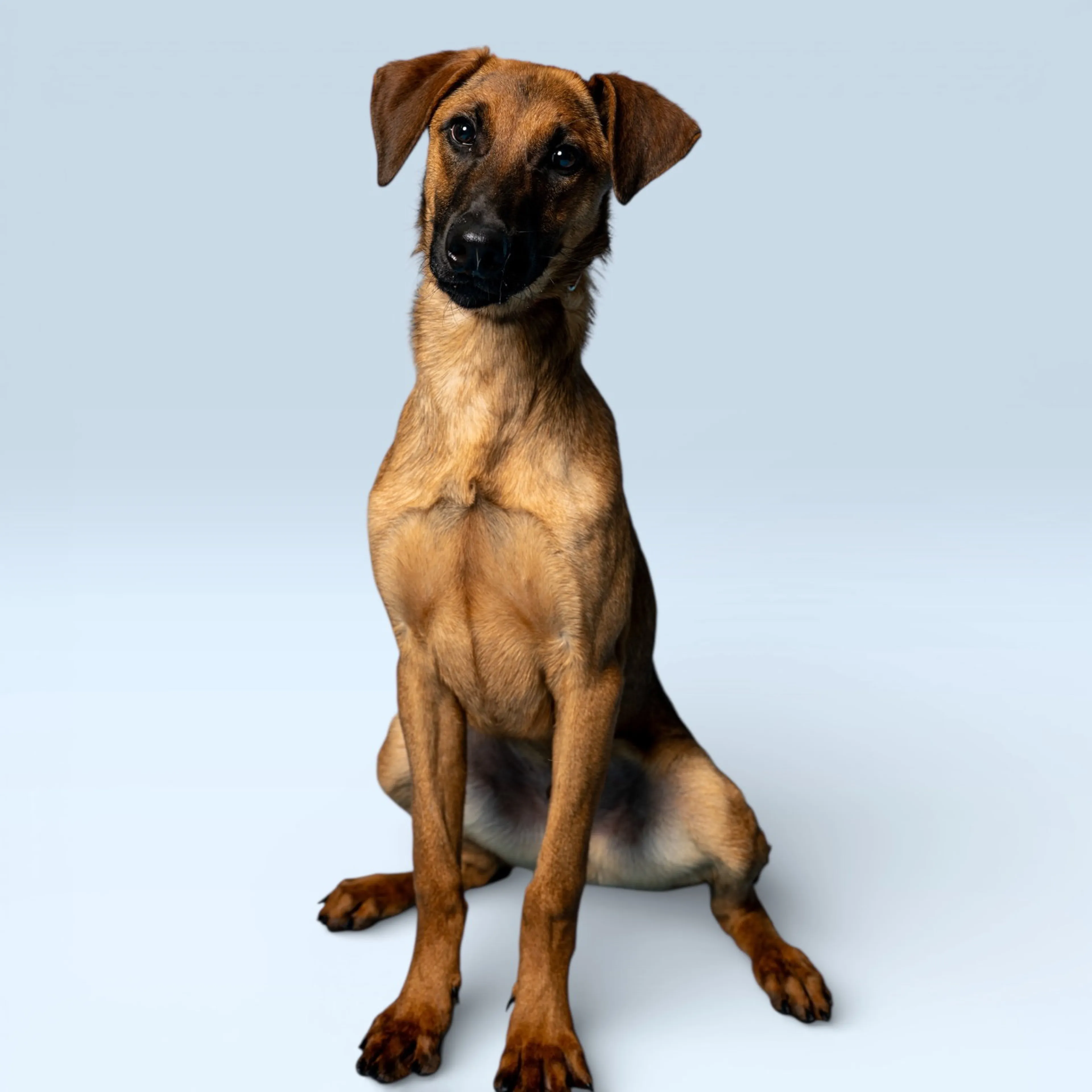 Found pet