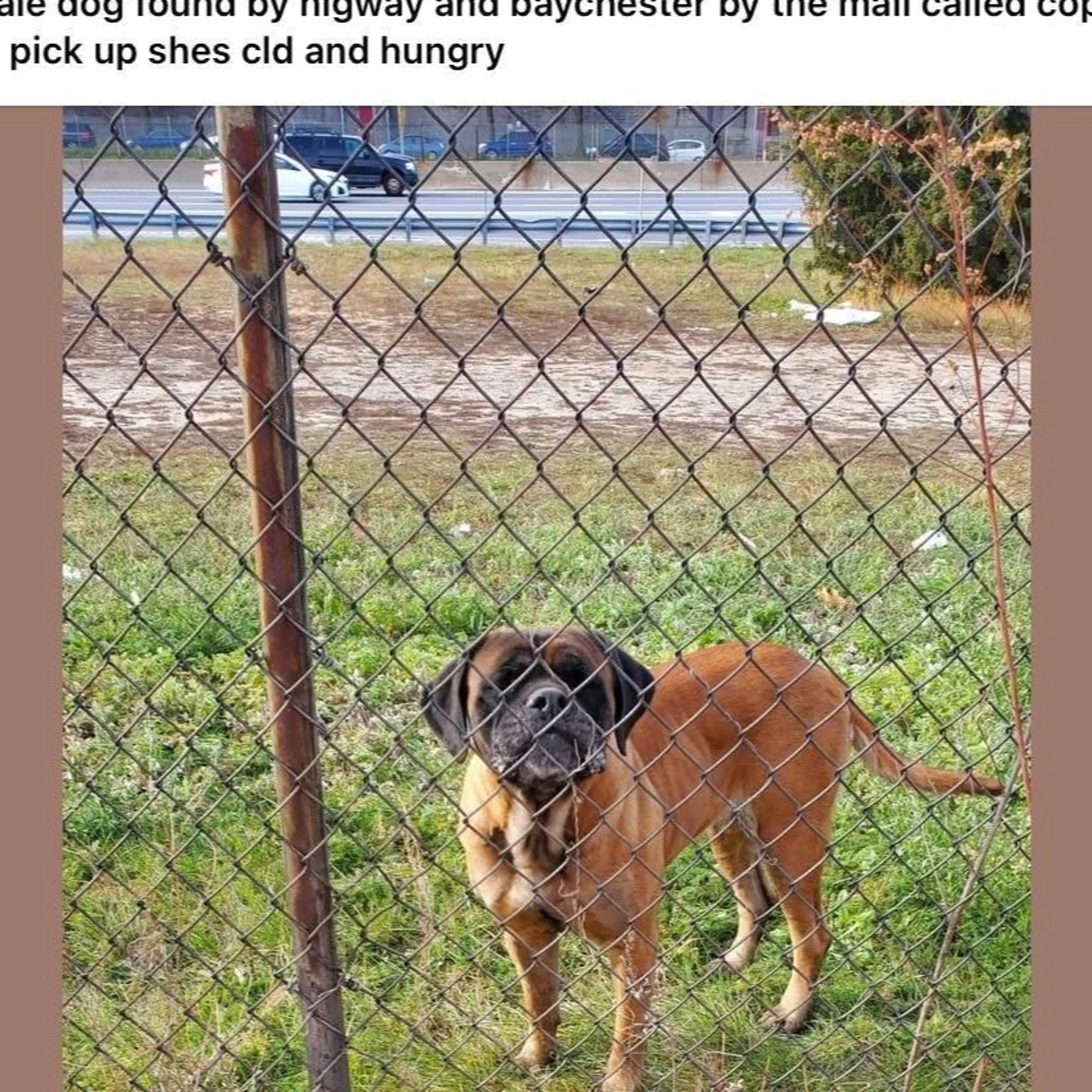 Lost pet