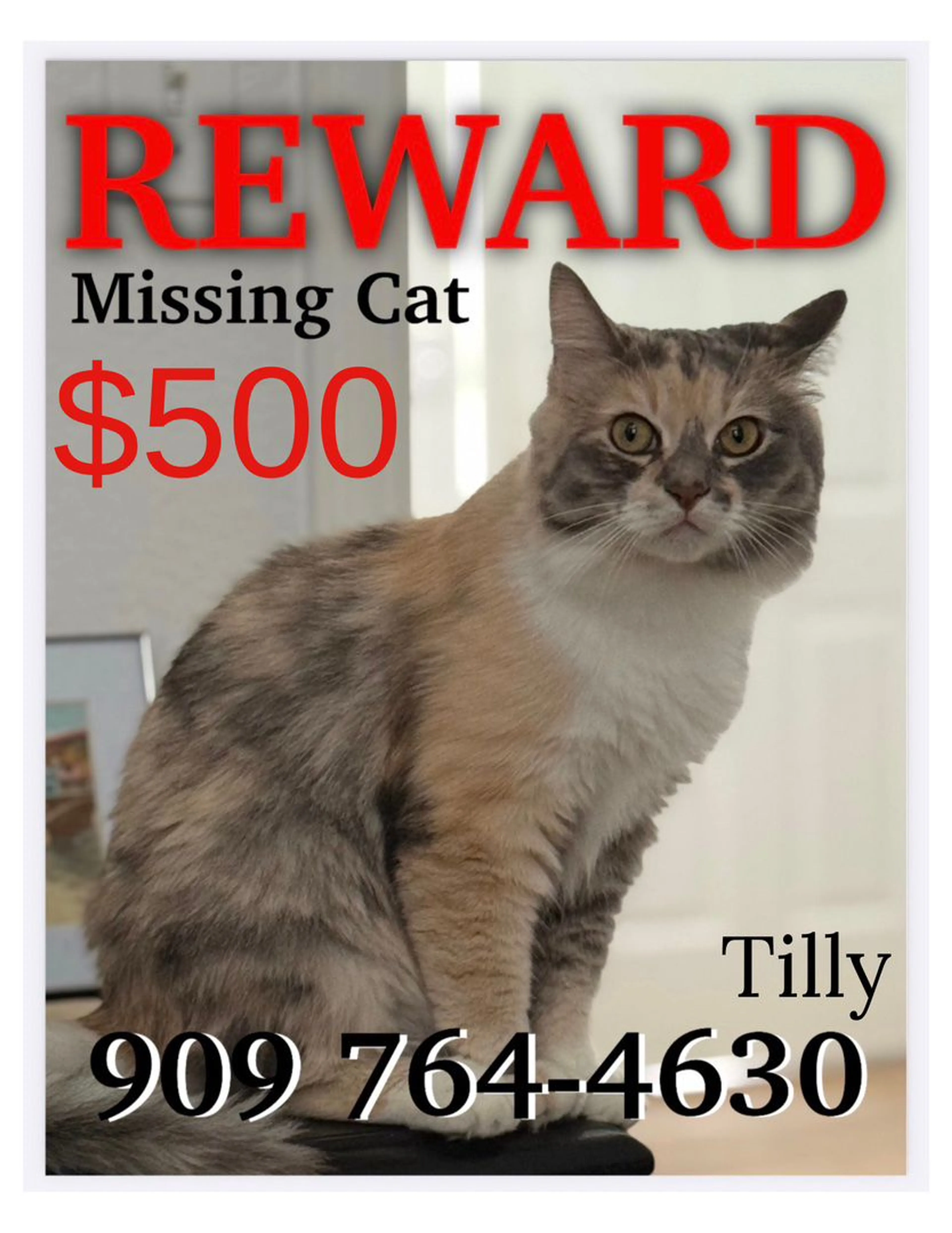 Lost pet