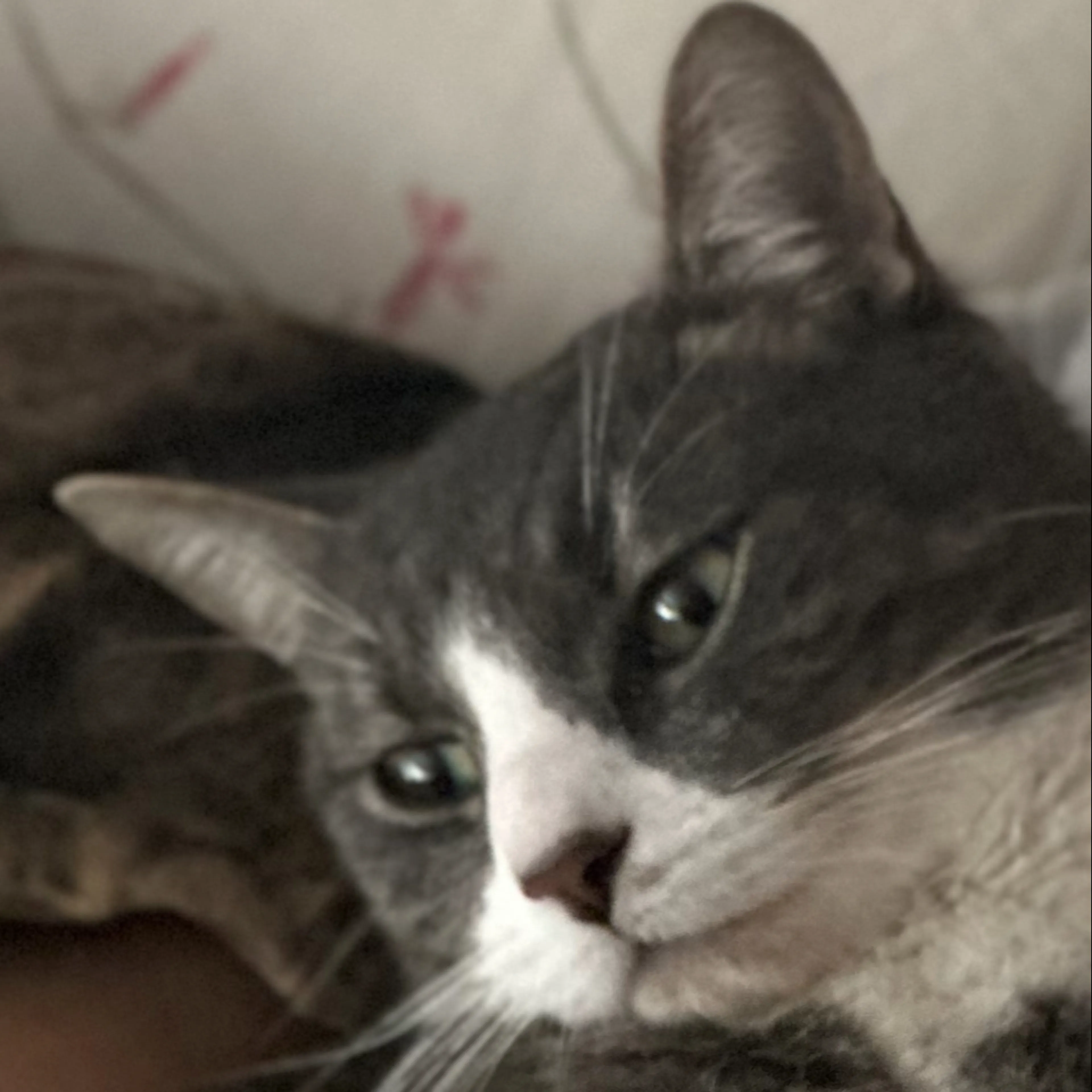 Lost pet-2