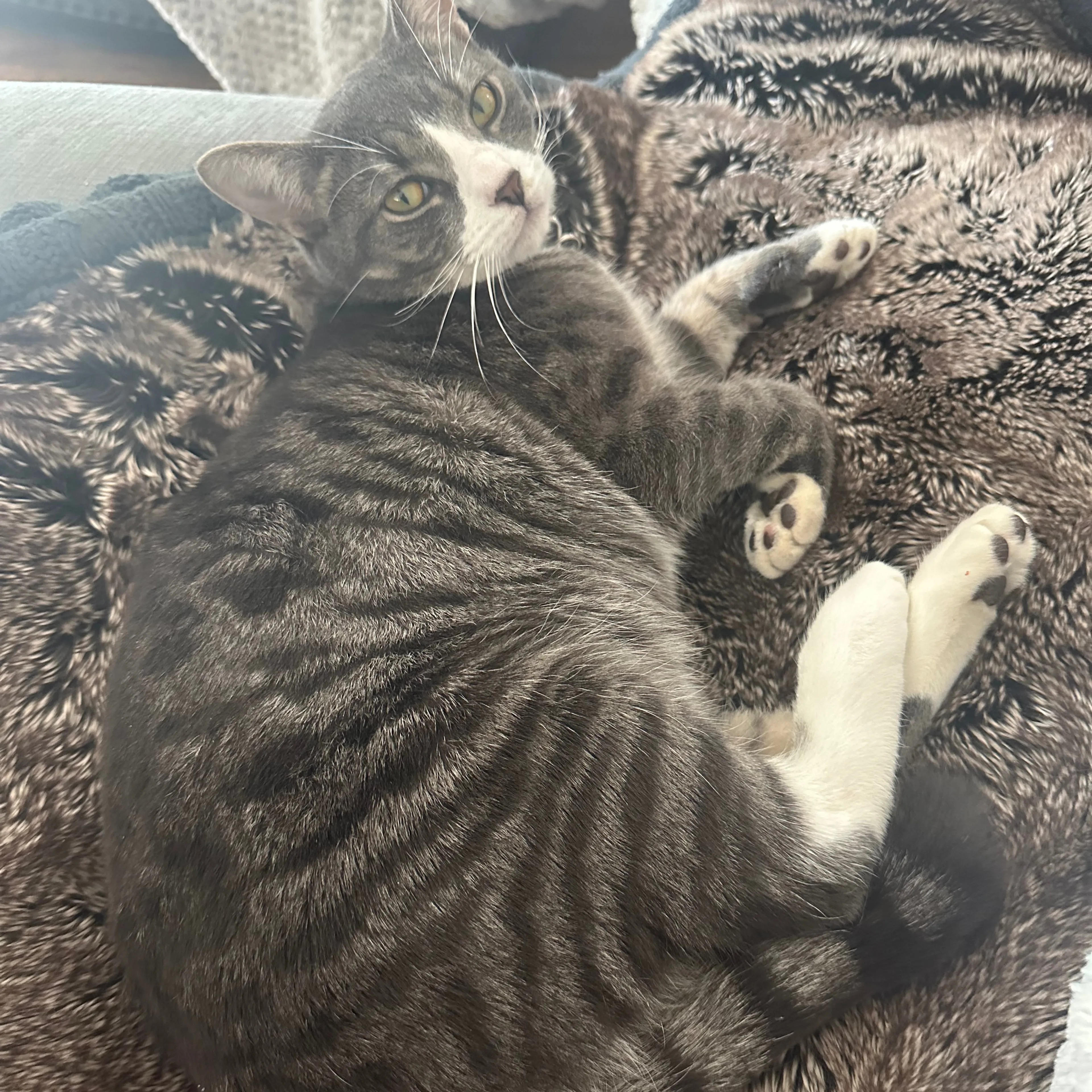 Lost pet-3