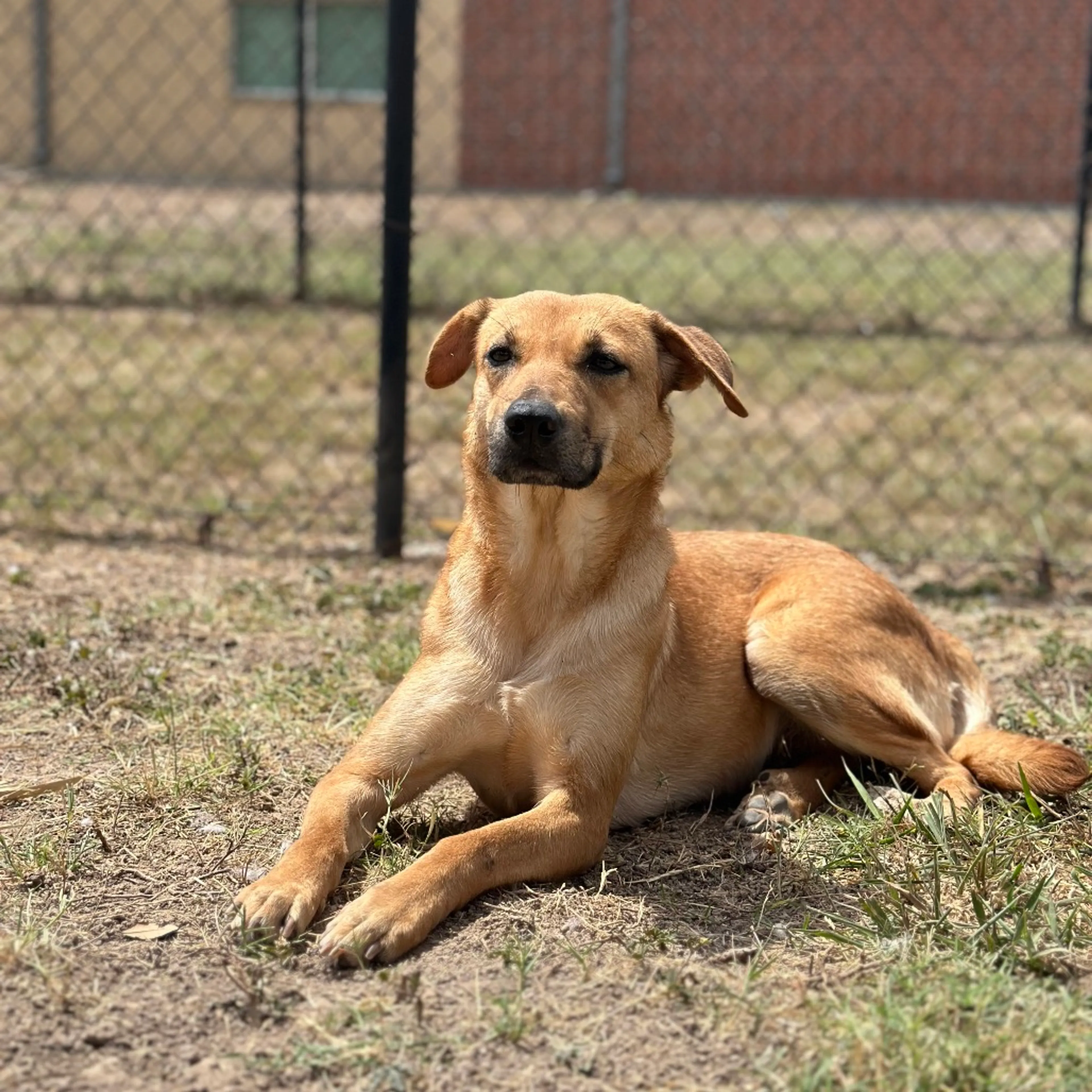 Found pet-4