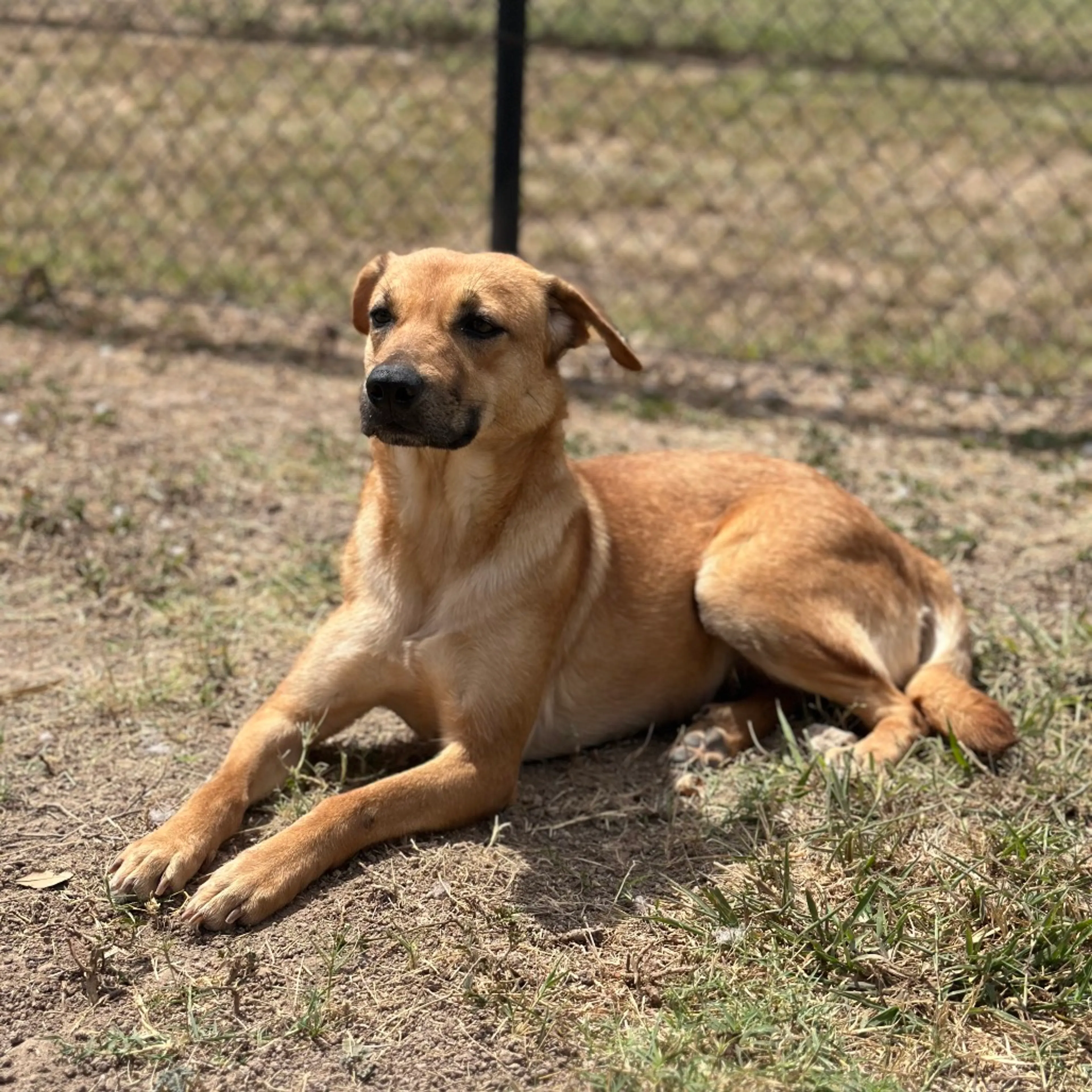 Found pet-3