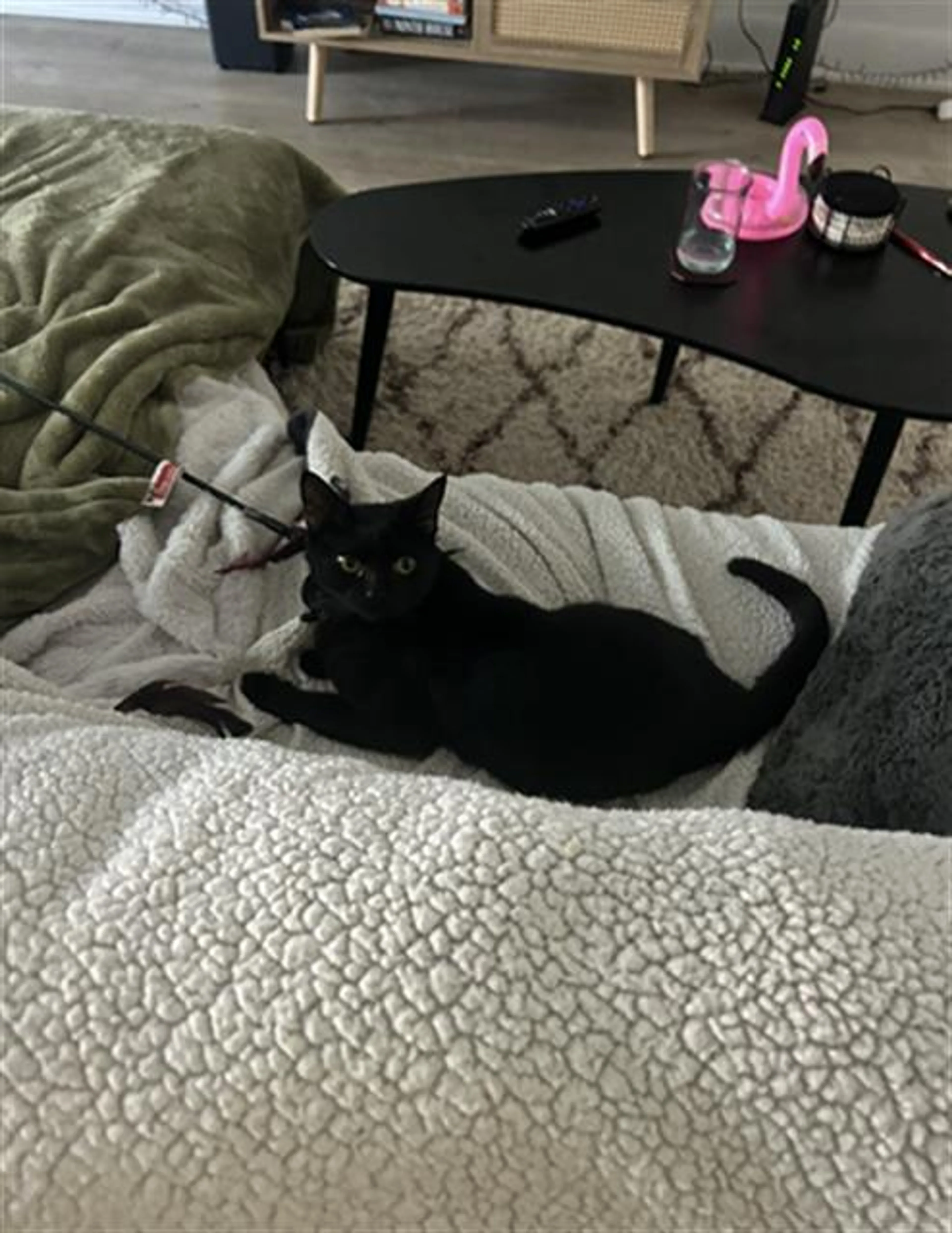 Found pet