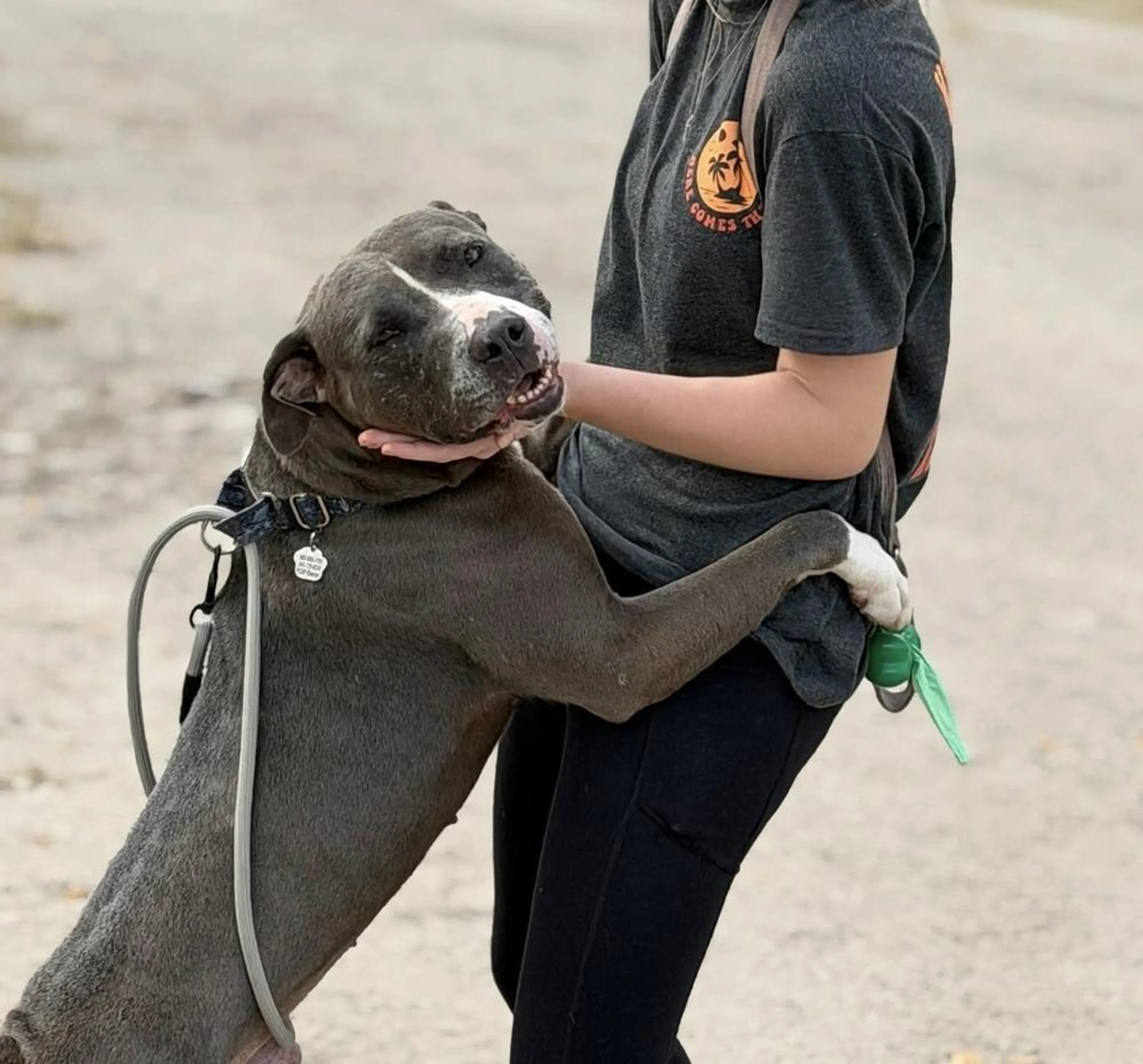 Found pet-5