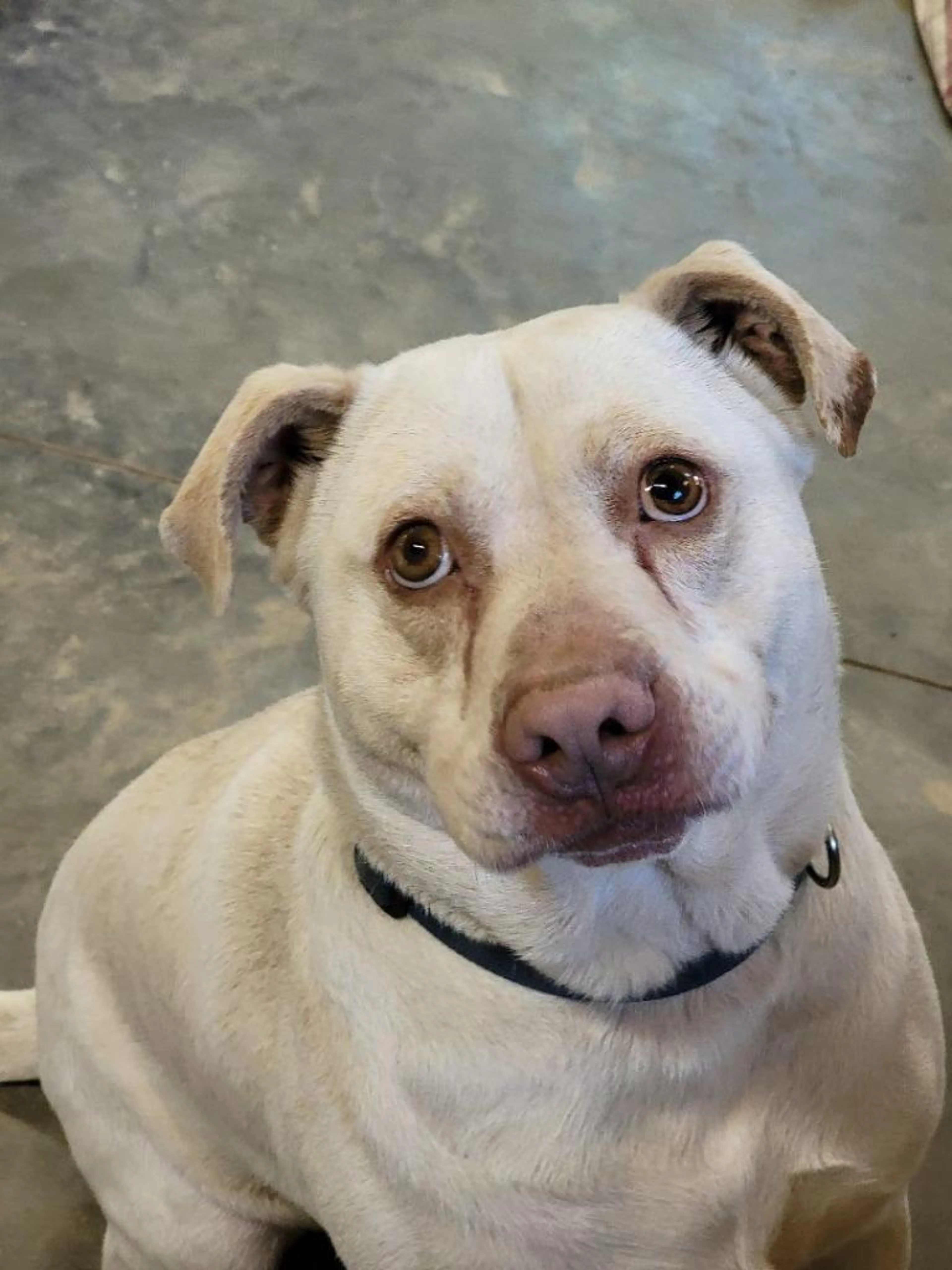 Found pet-2