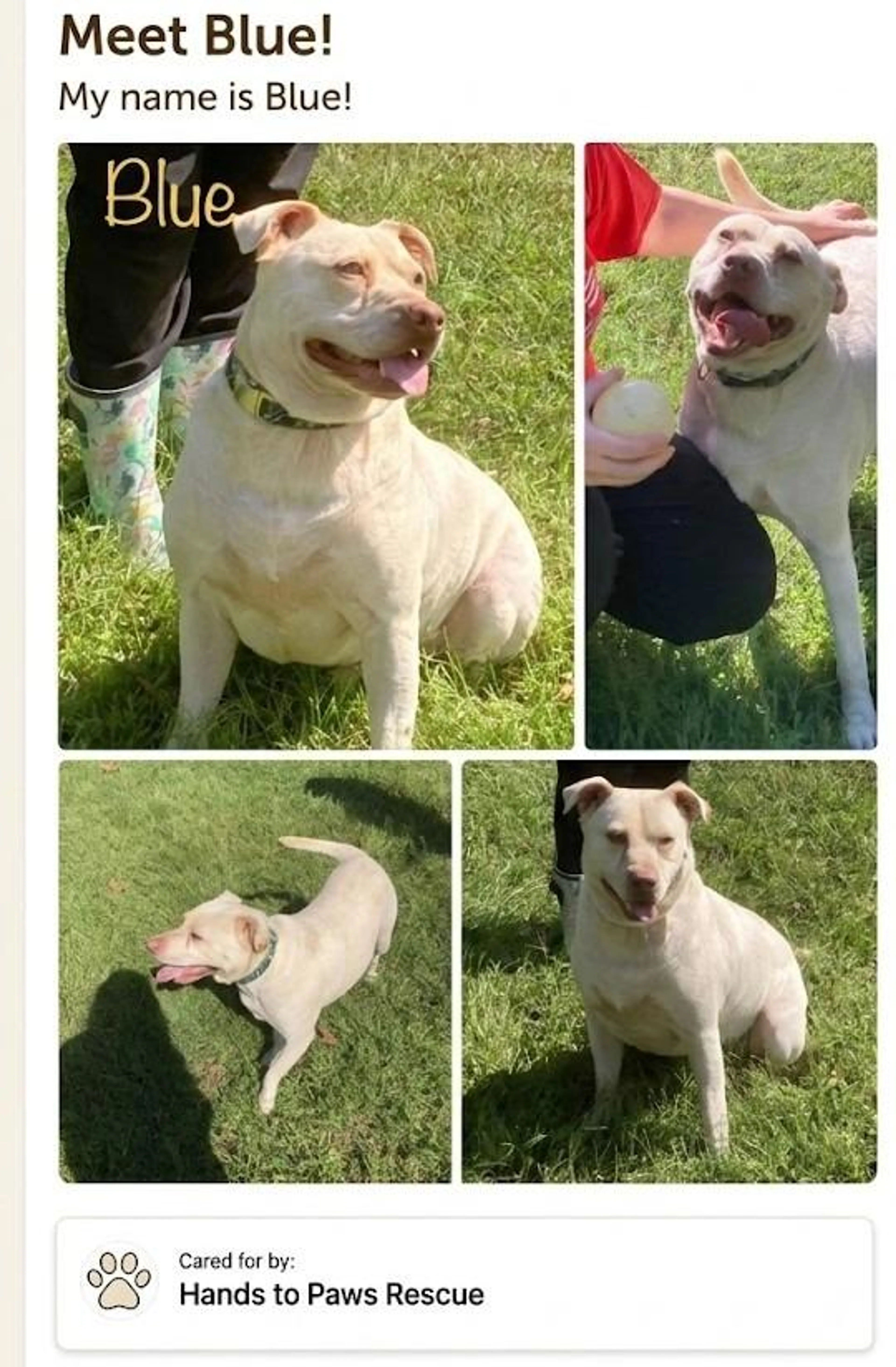 Found pet-1