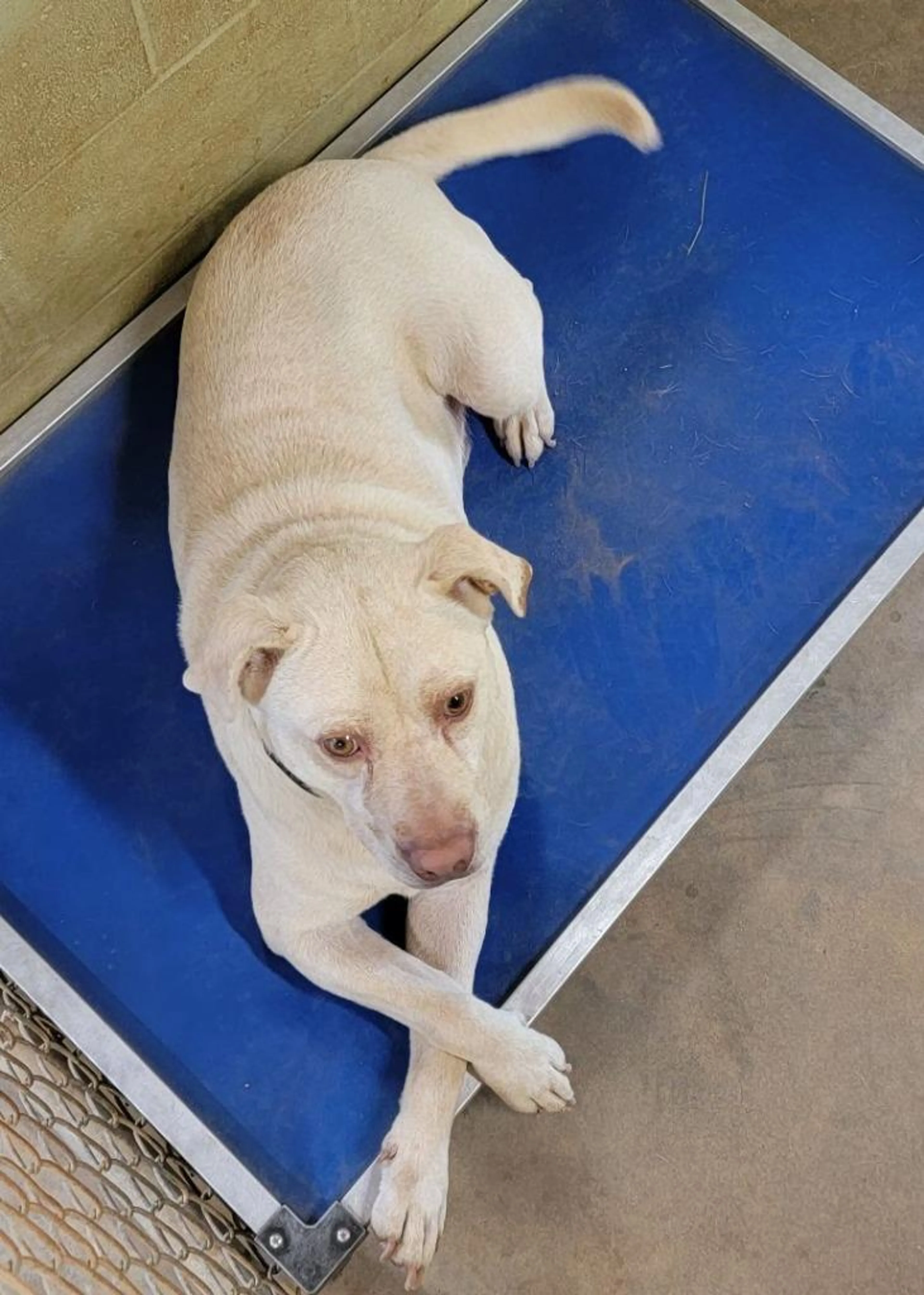 Found pet-4