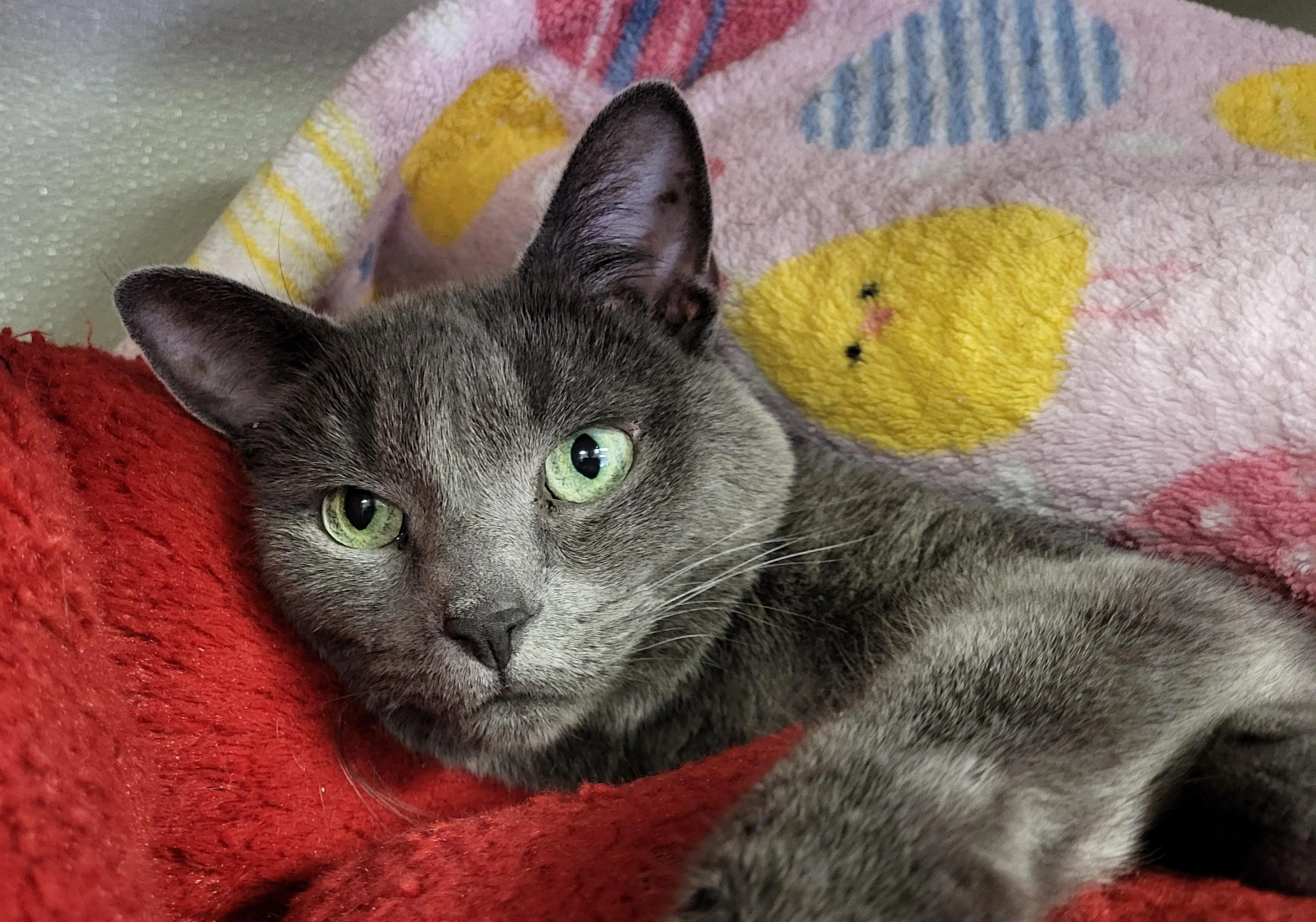 Found pet-2