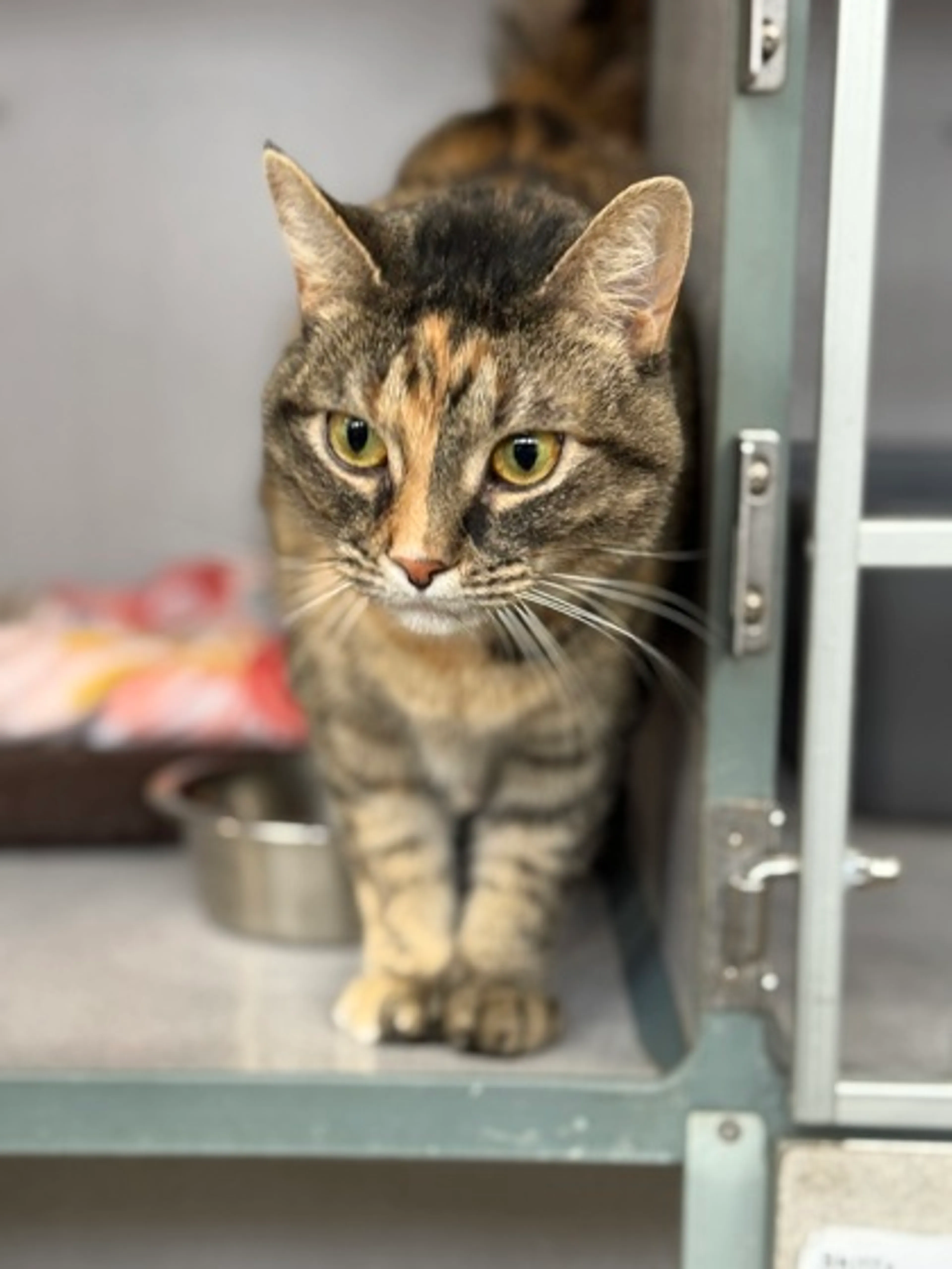 Found pet-1