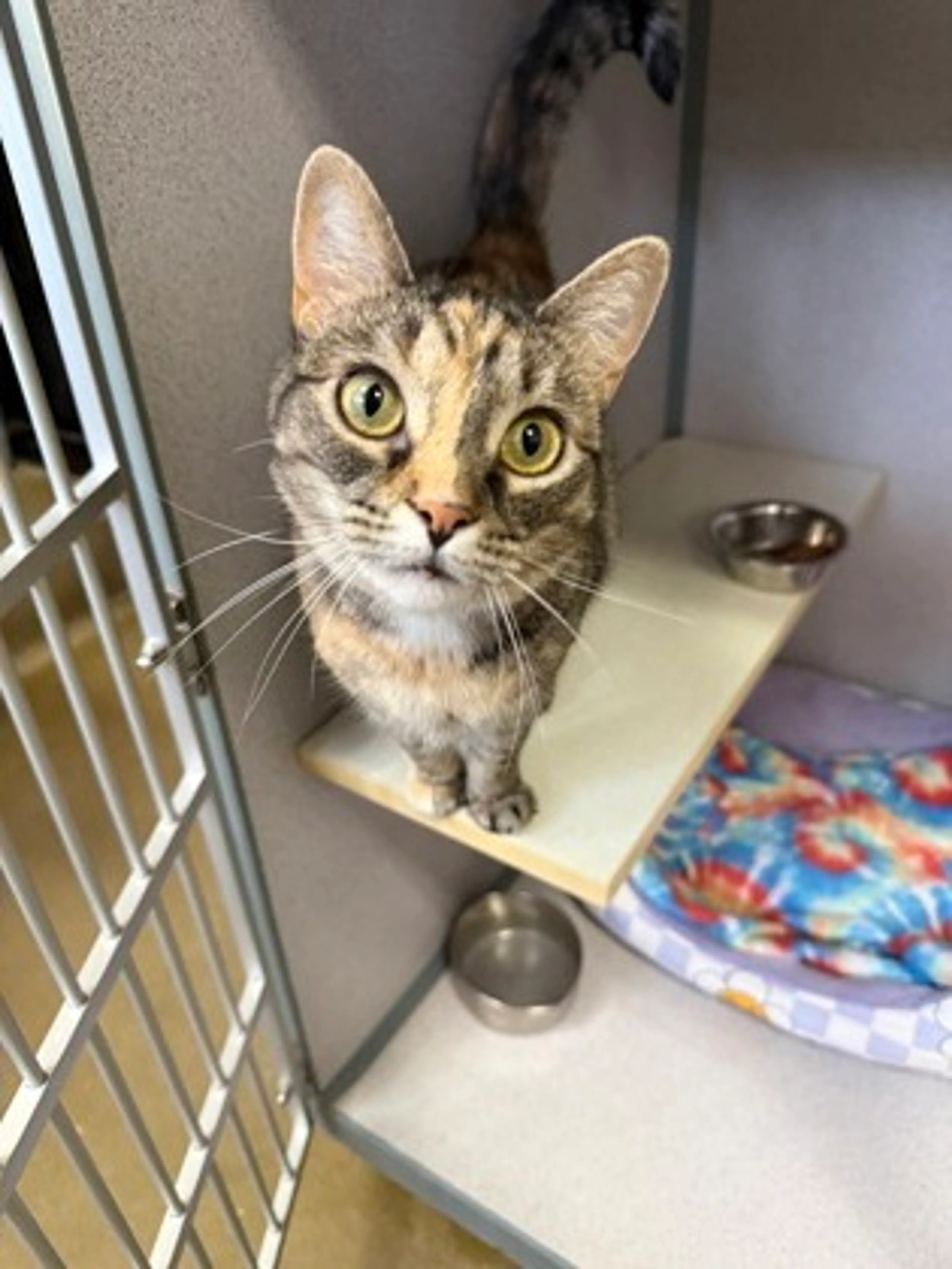 Found pet-2