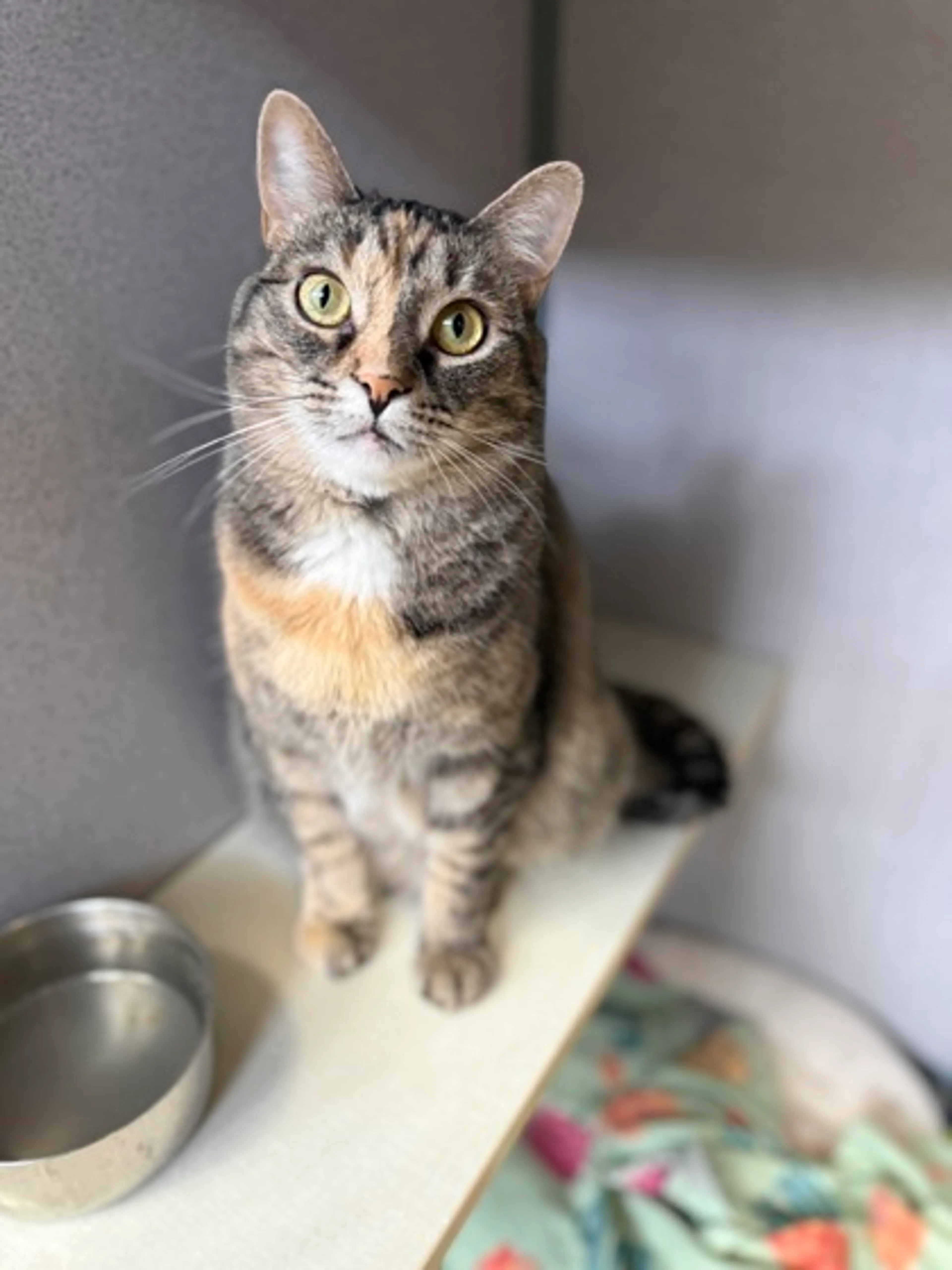Found pet-0