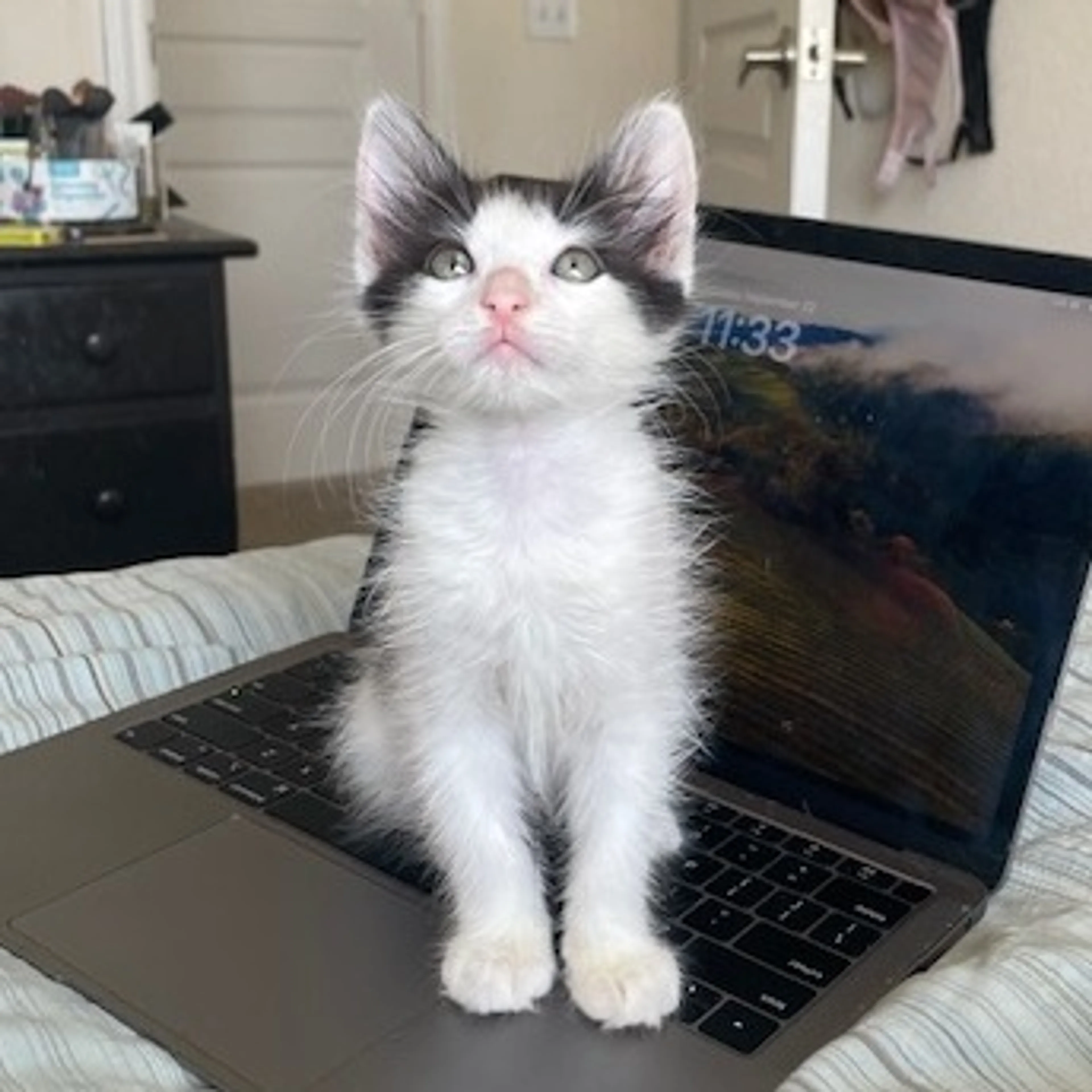 Found pet