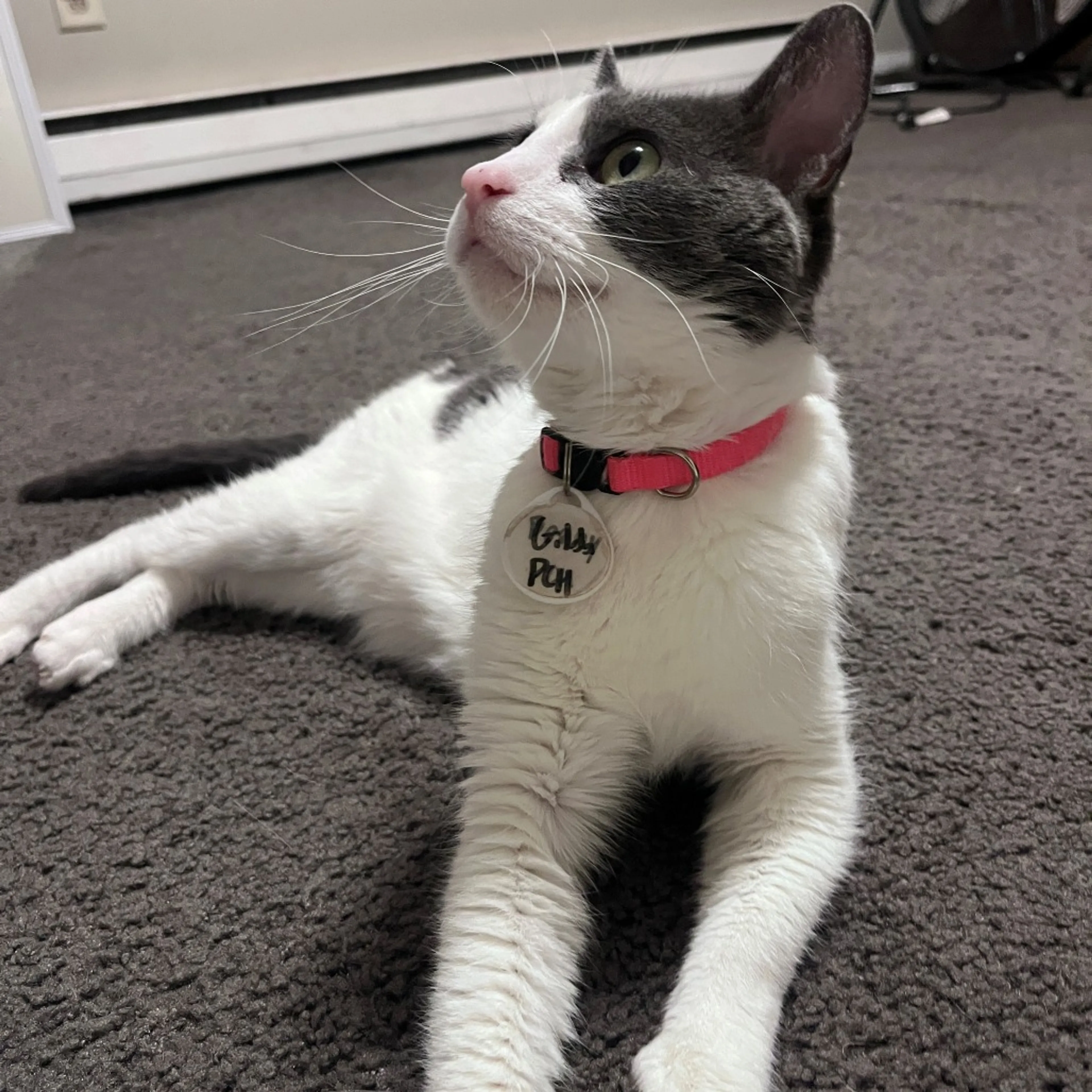 Found pet-4