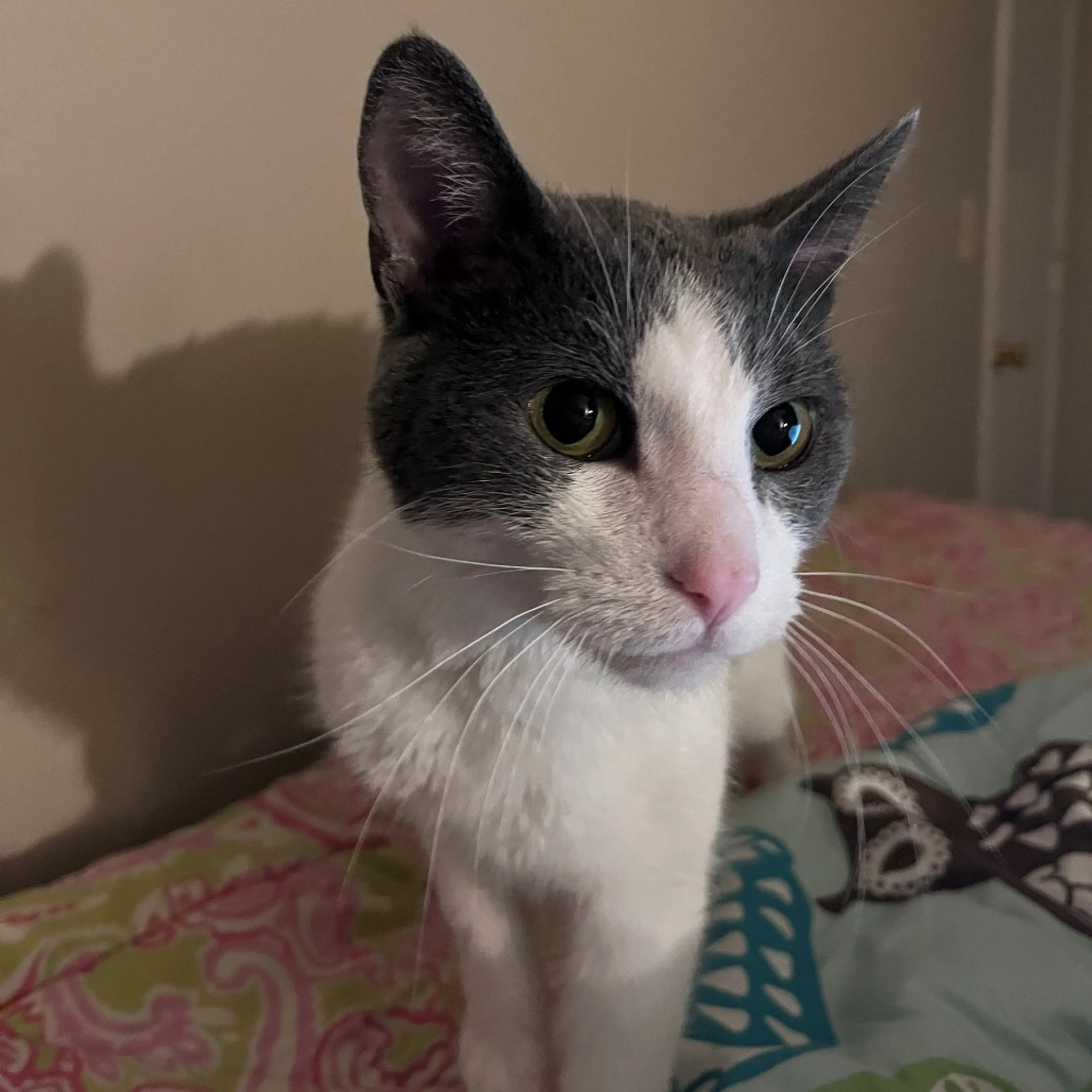 Found pet-5