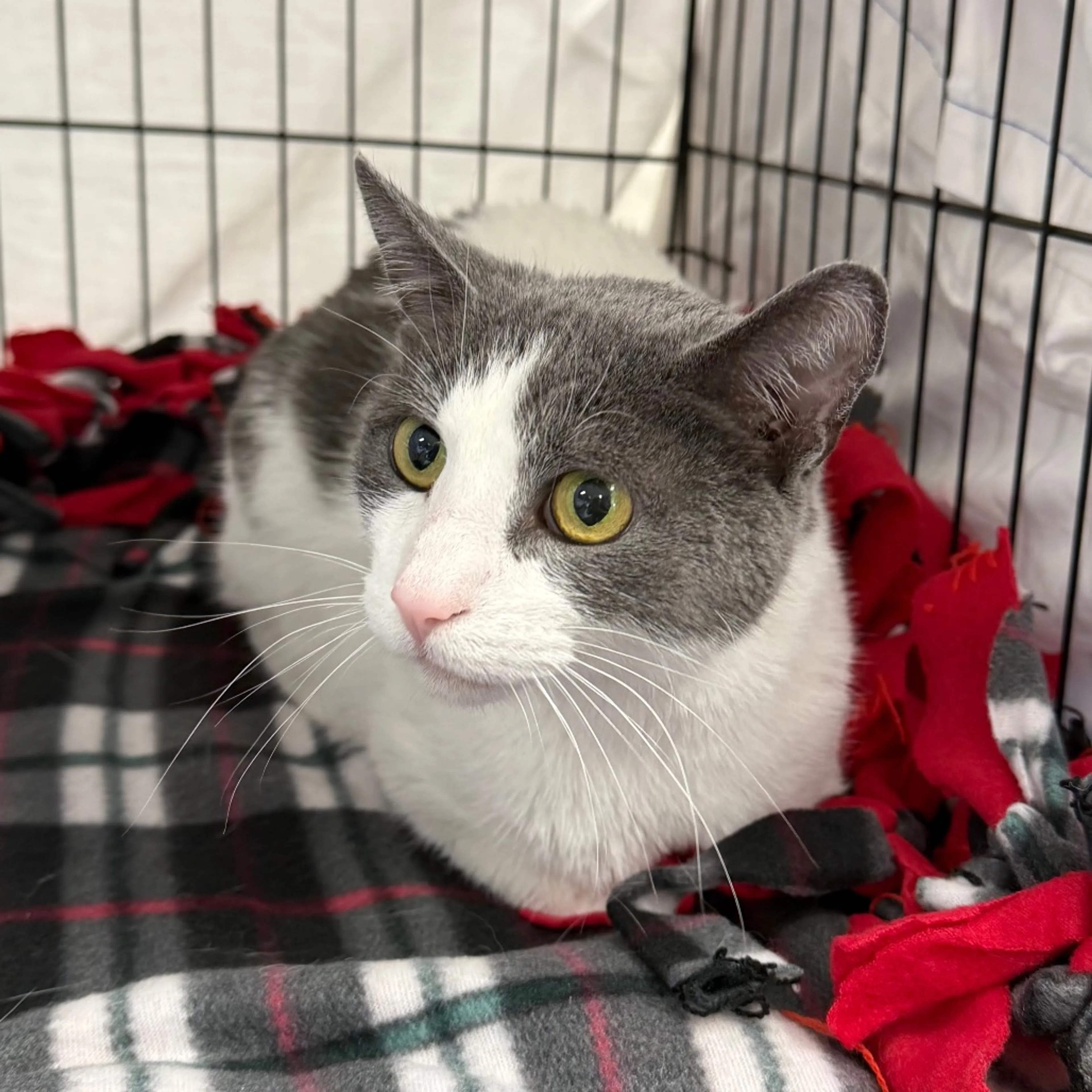Found pet-10