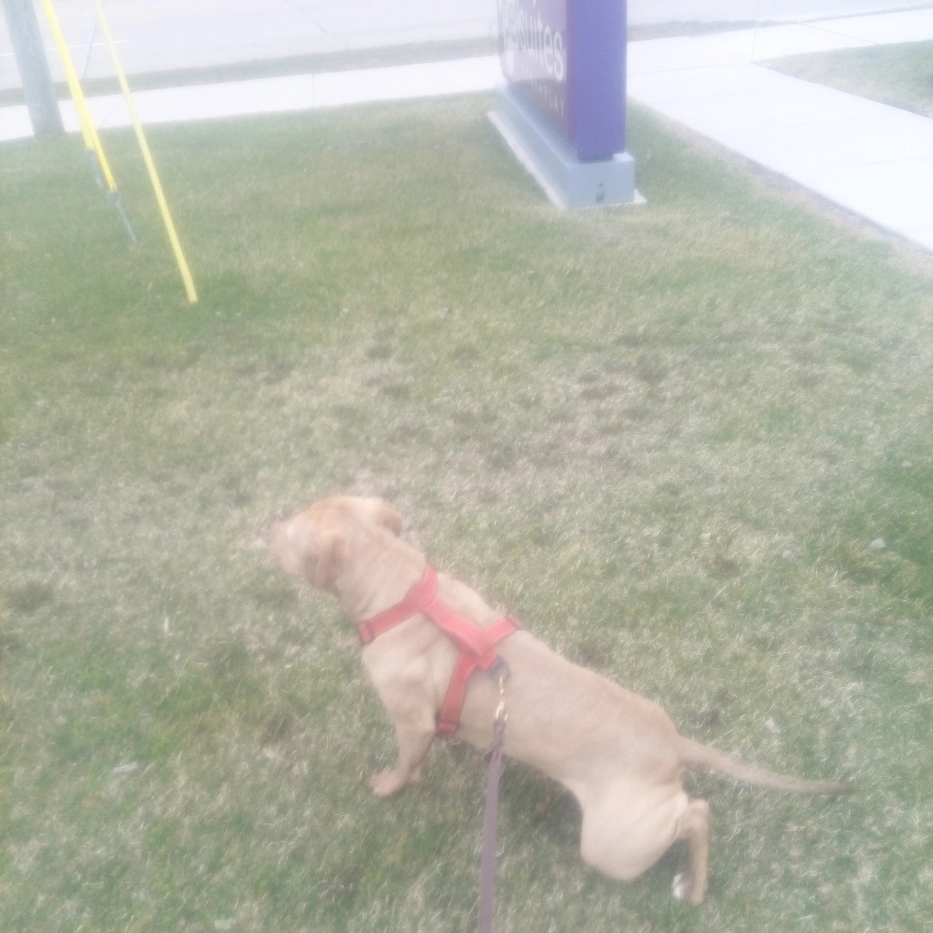 Found pet-4