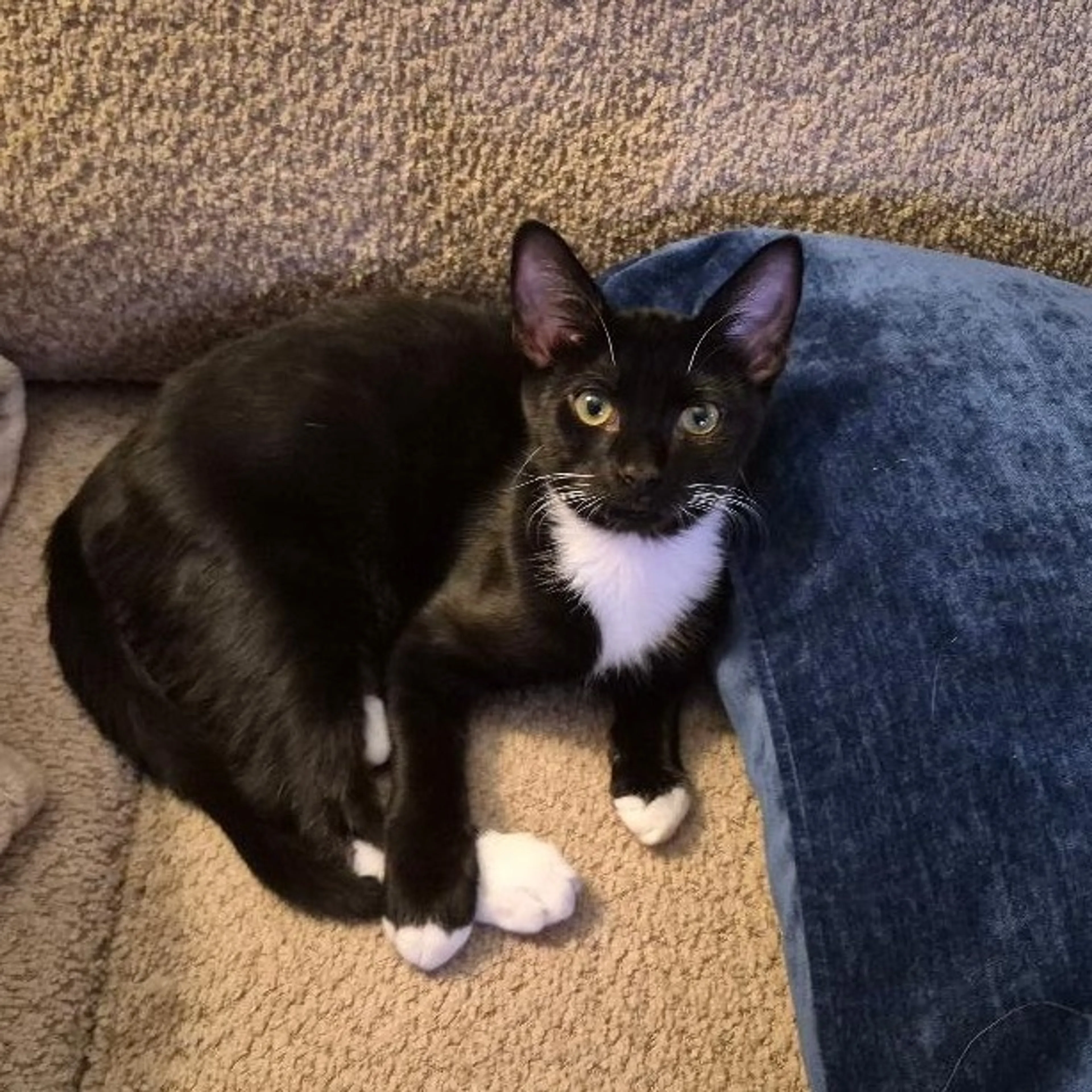 Found pet-0