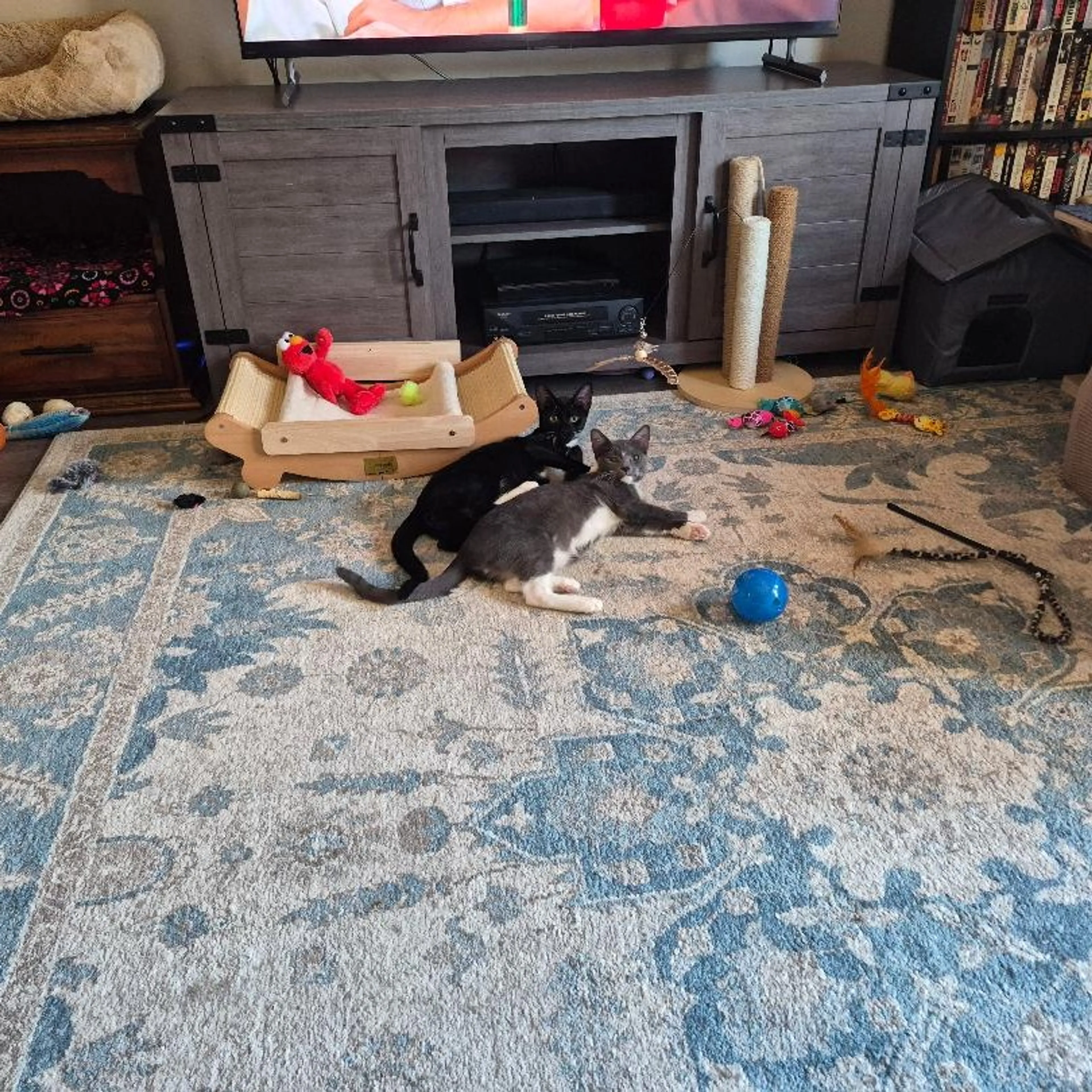 Found pet-6