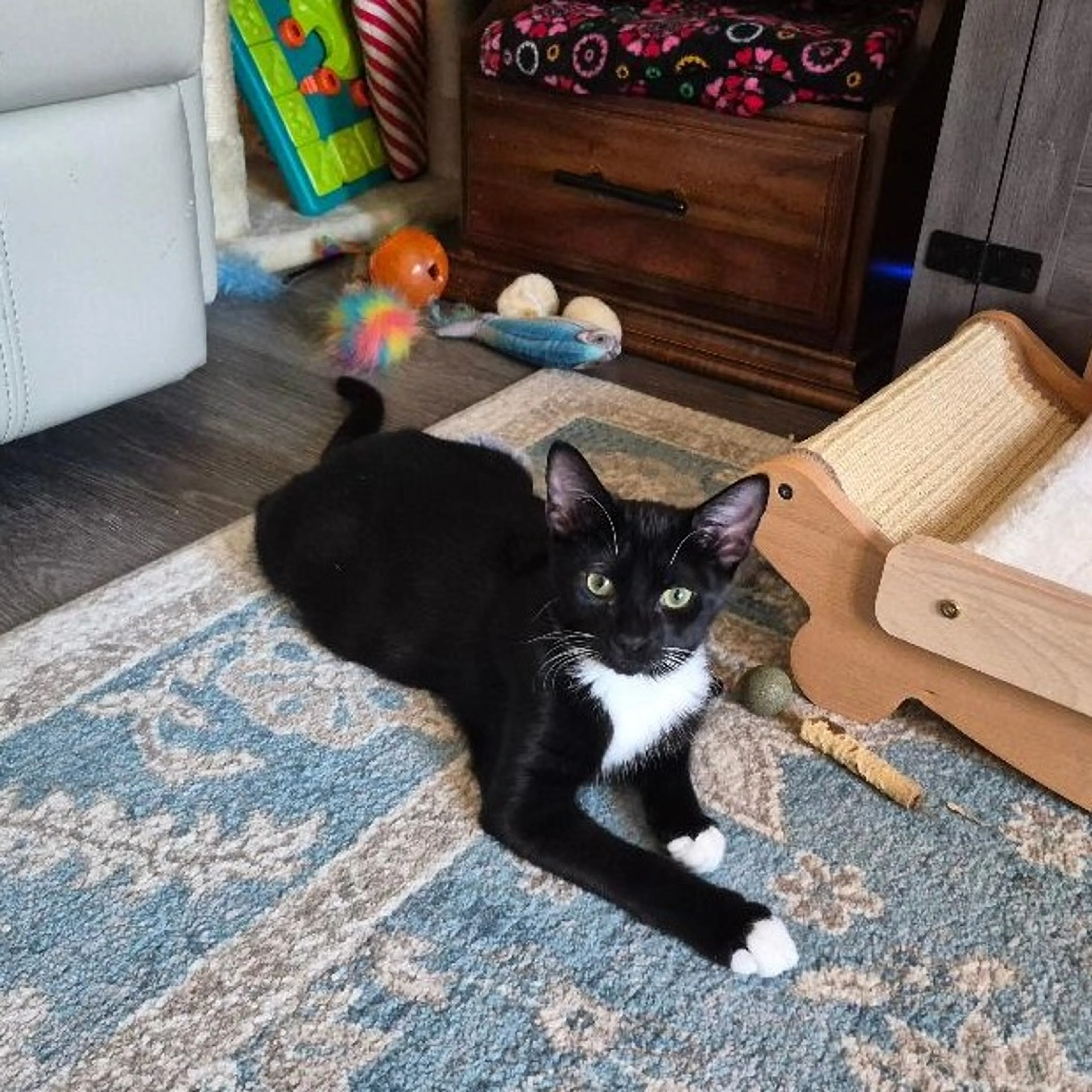 Found pet-4