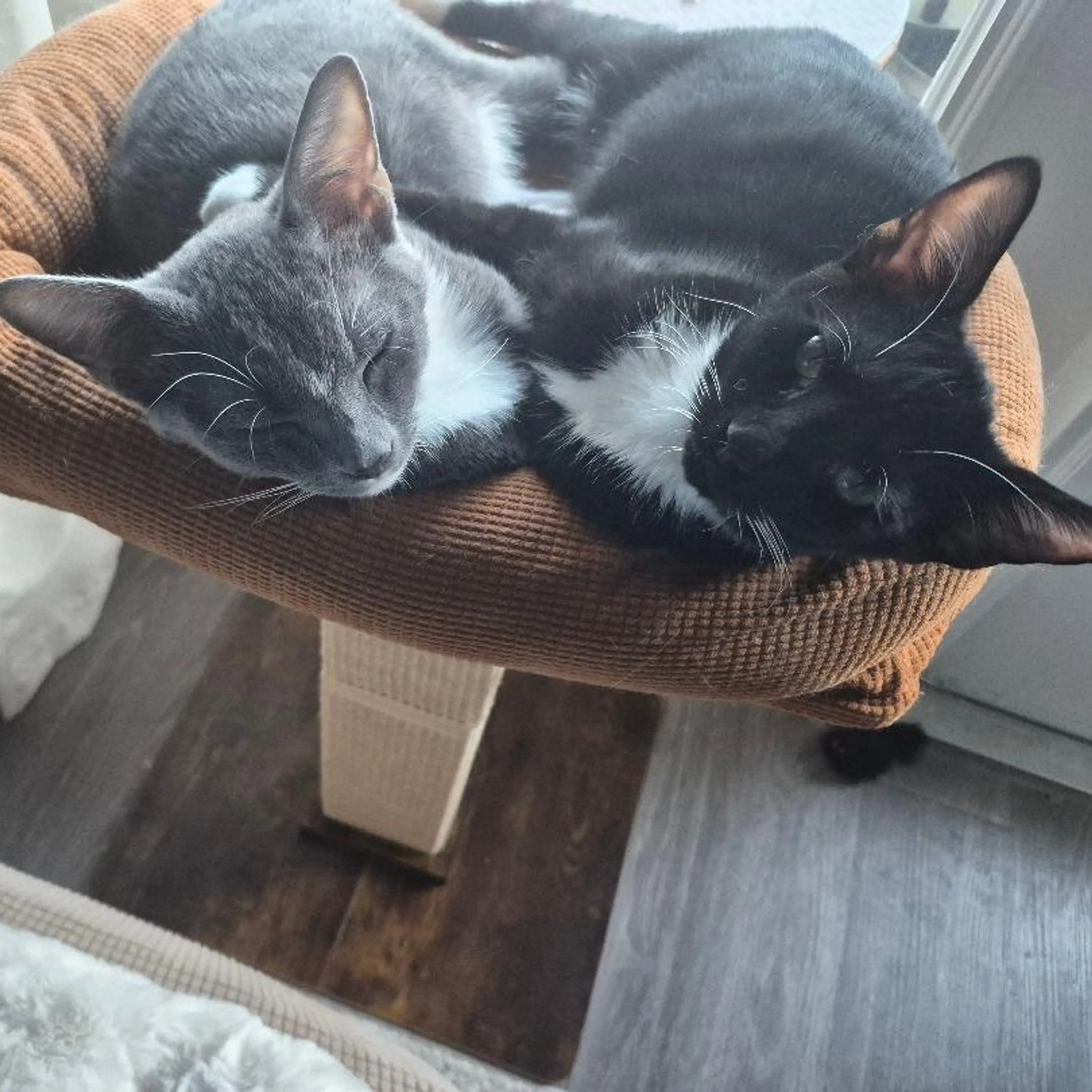 Found pet-5