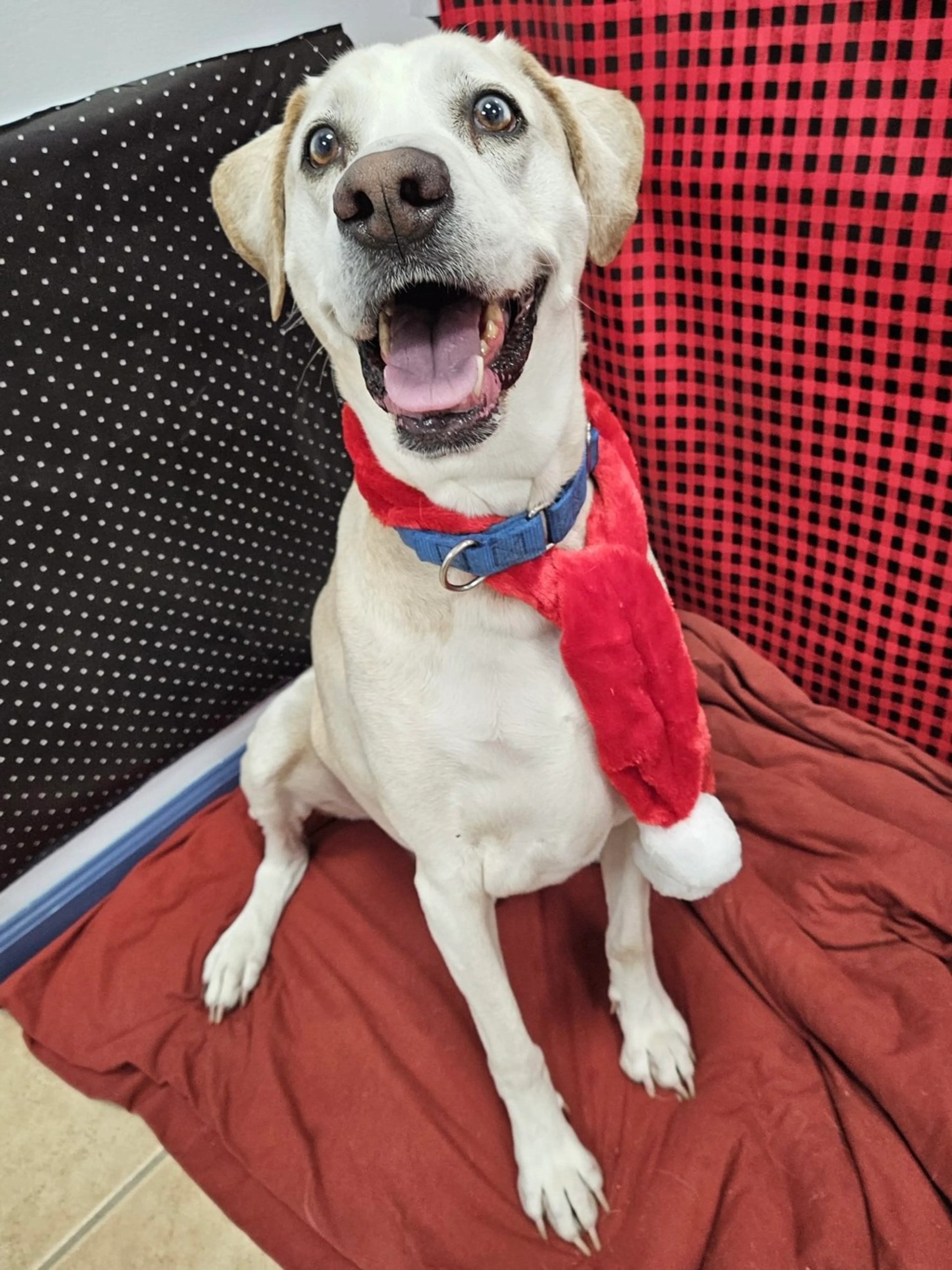 Found pet-1