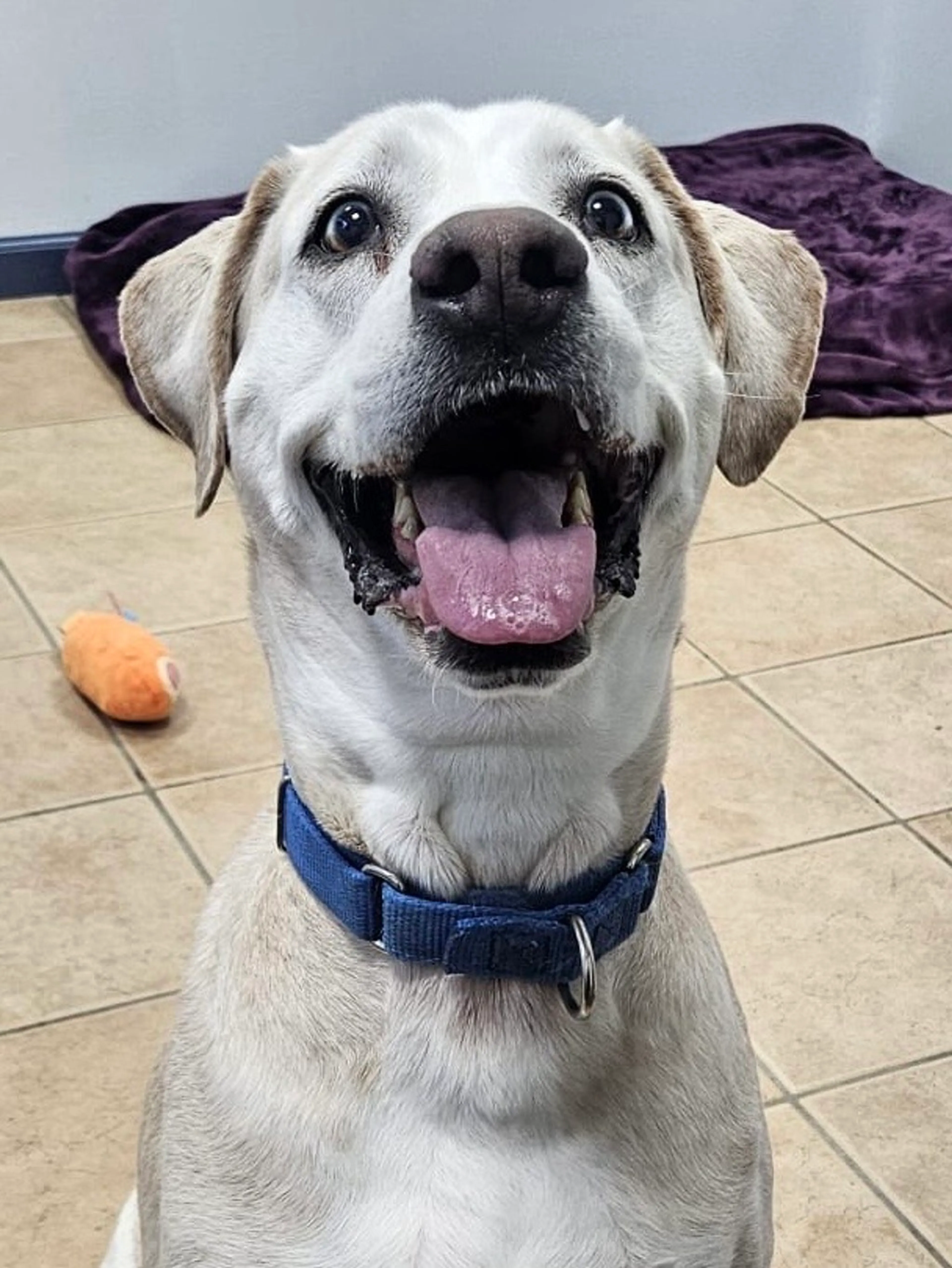 Found pet-2