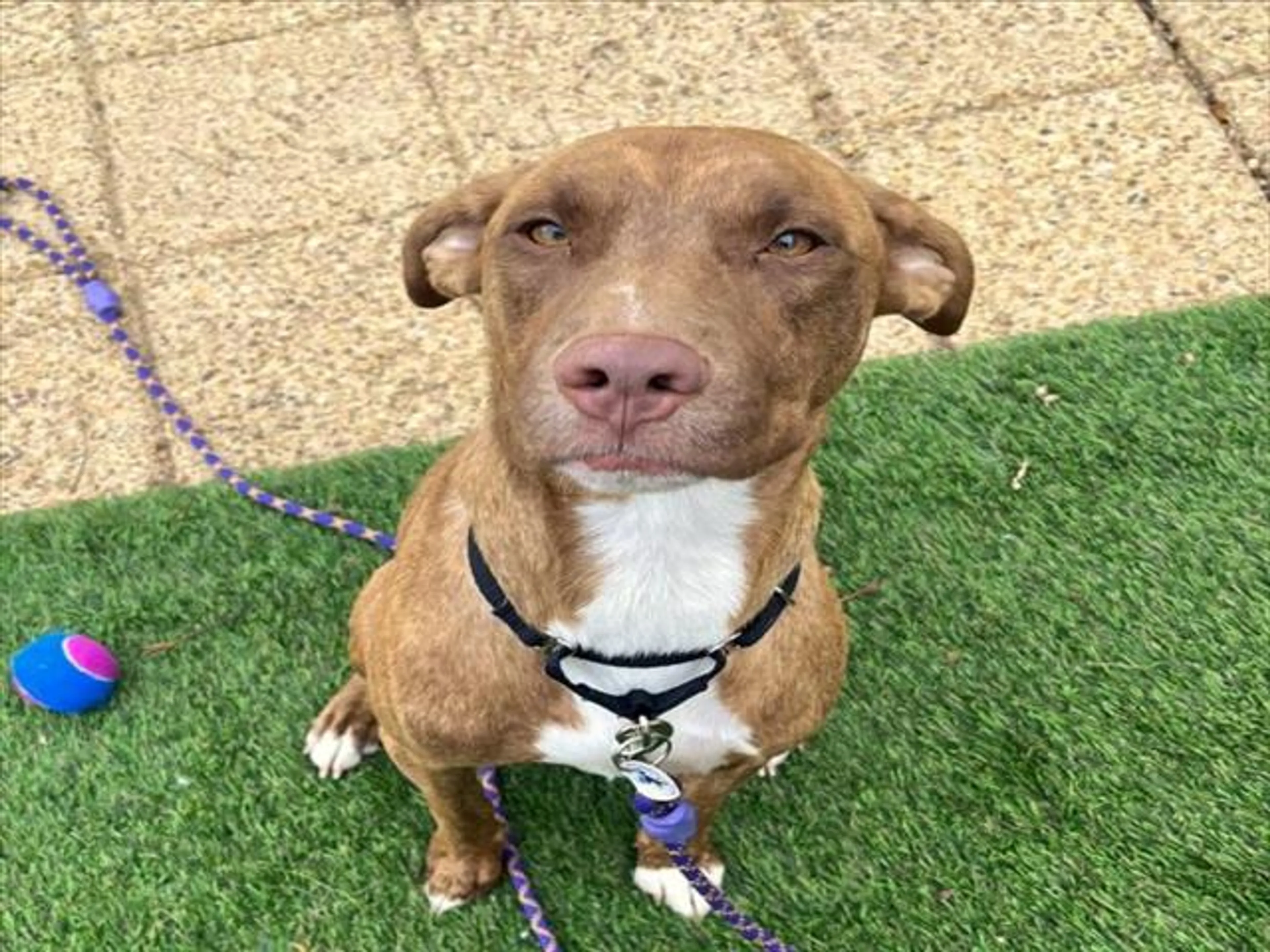 cdn image