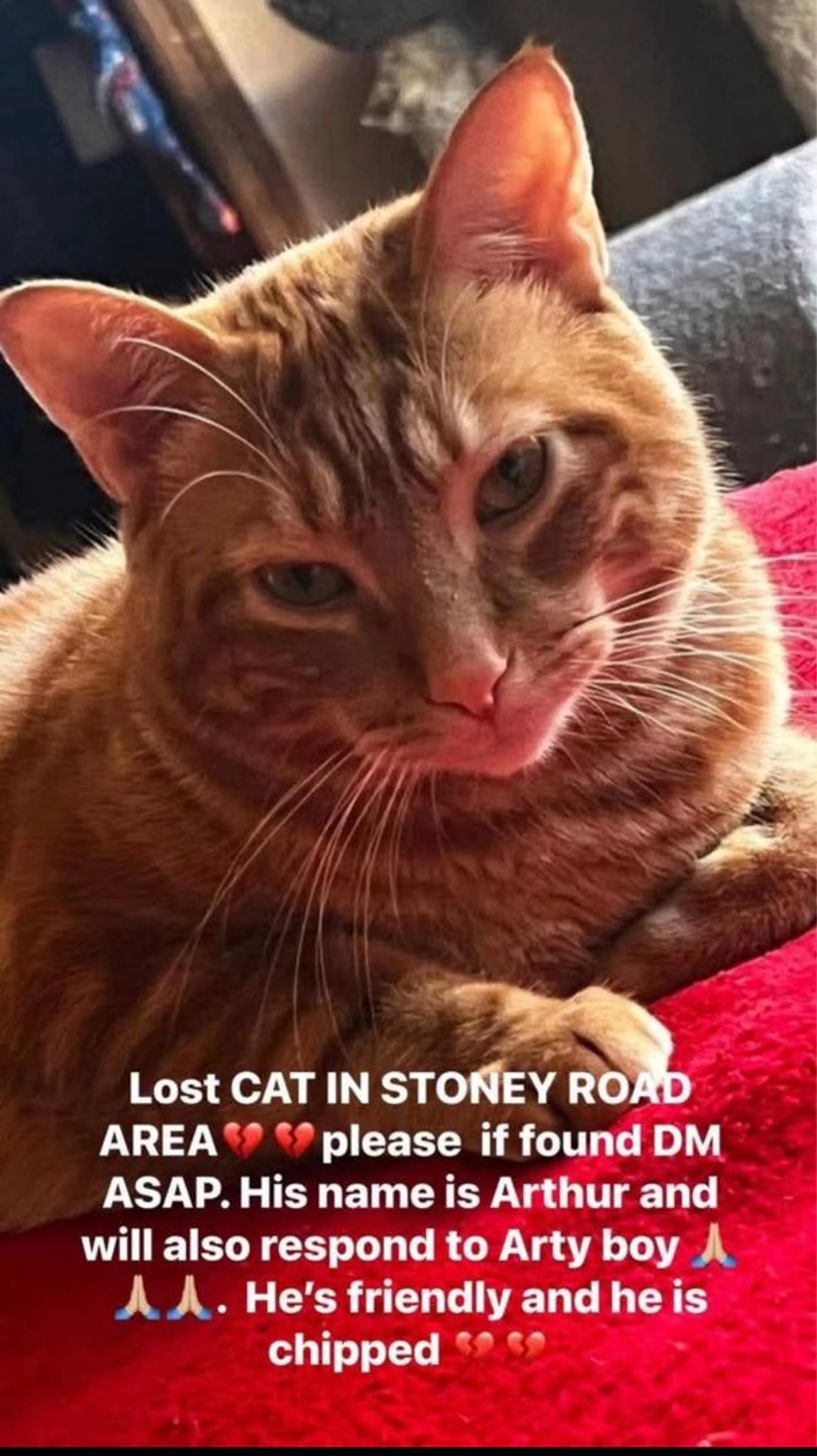 Lost pet