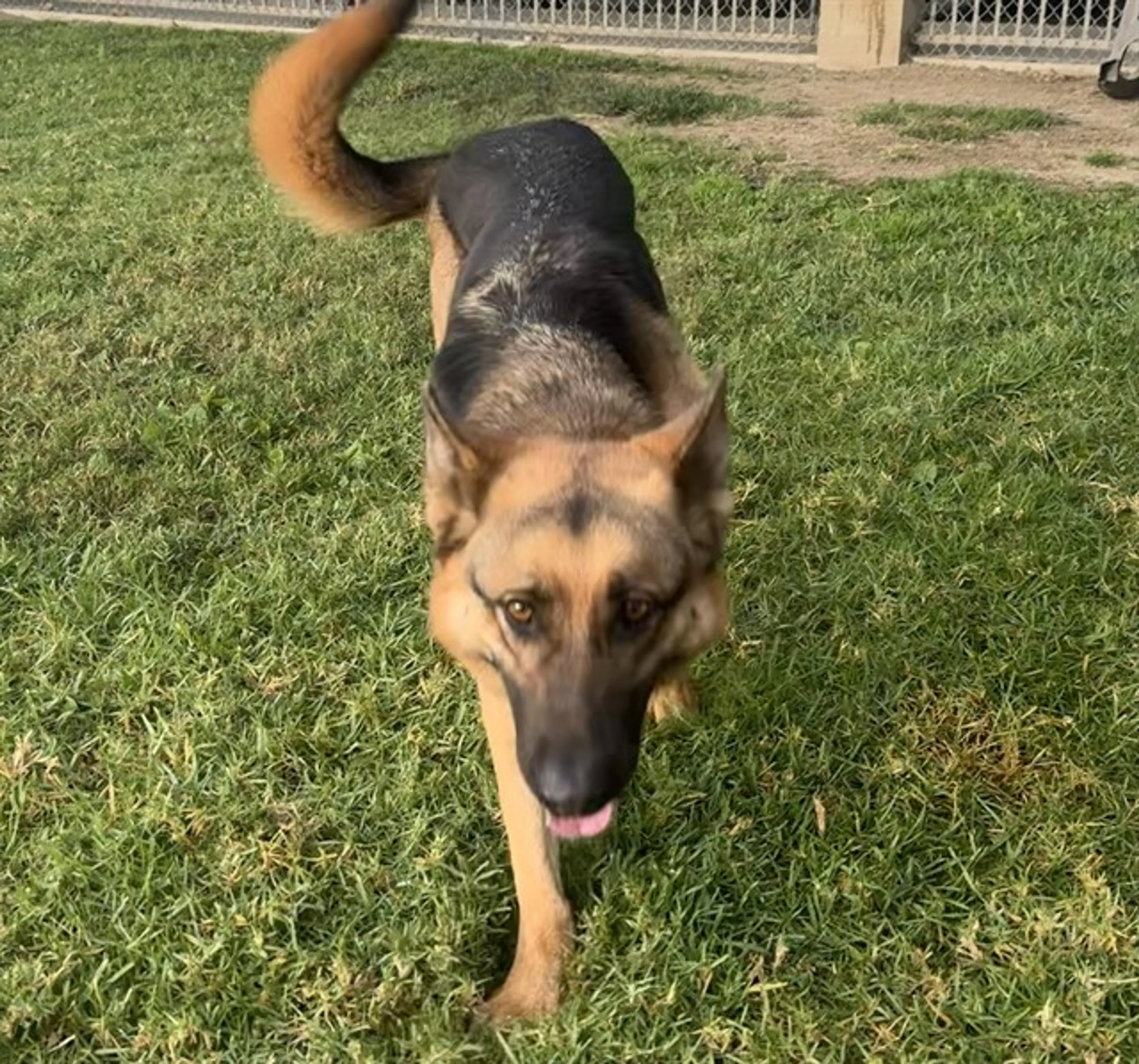Found pet