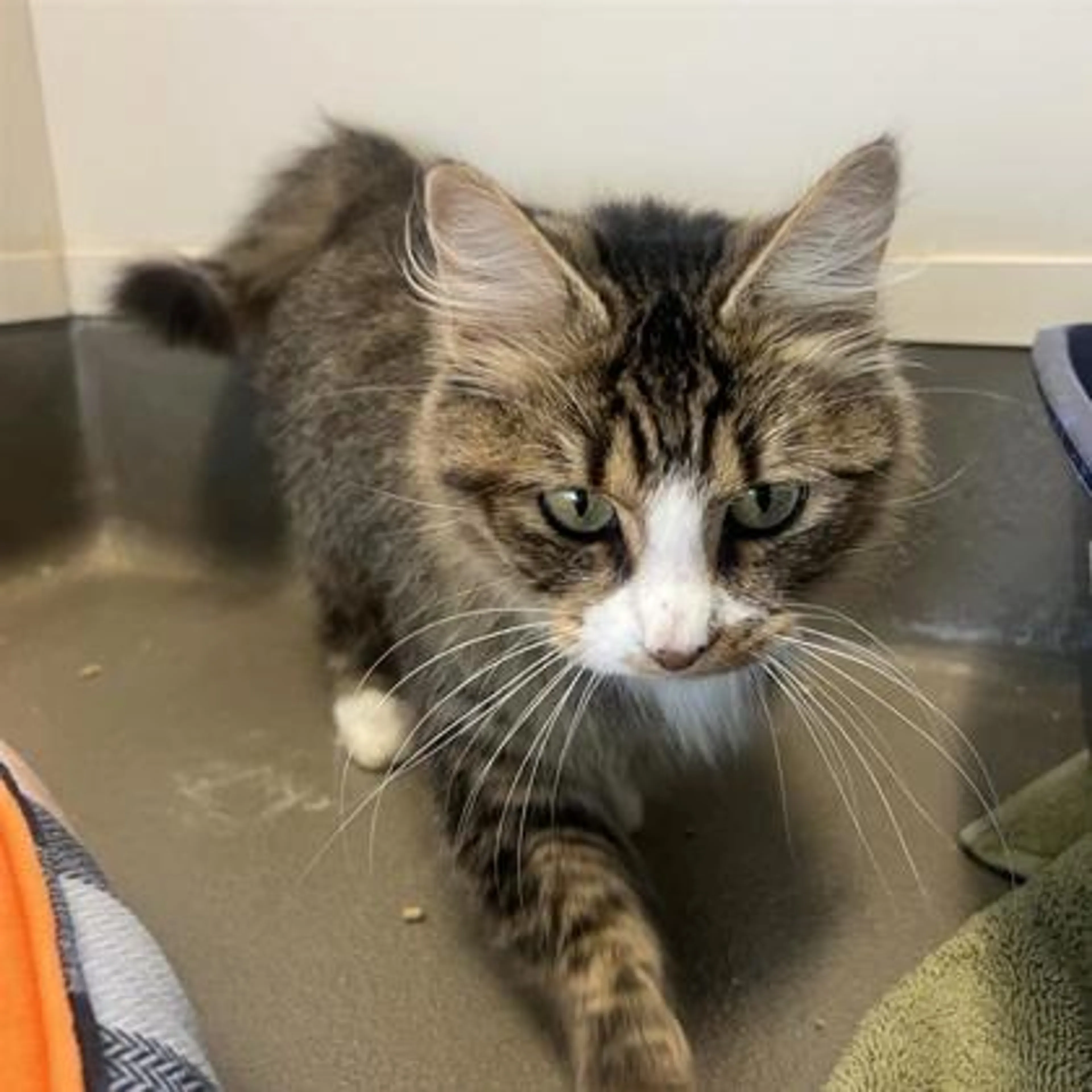 Found pet-2