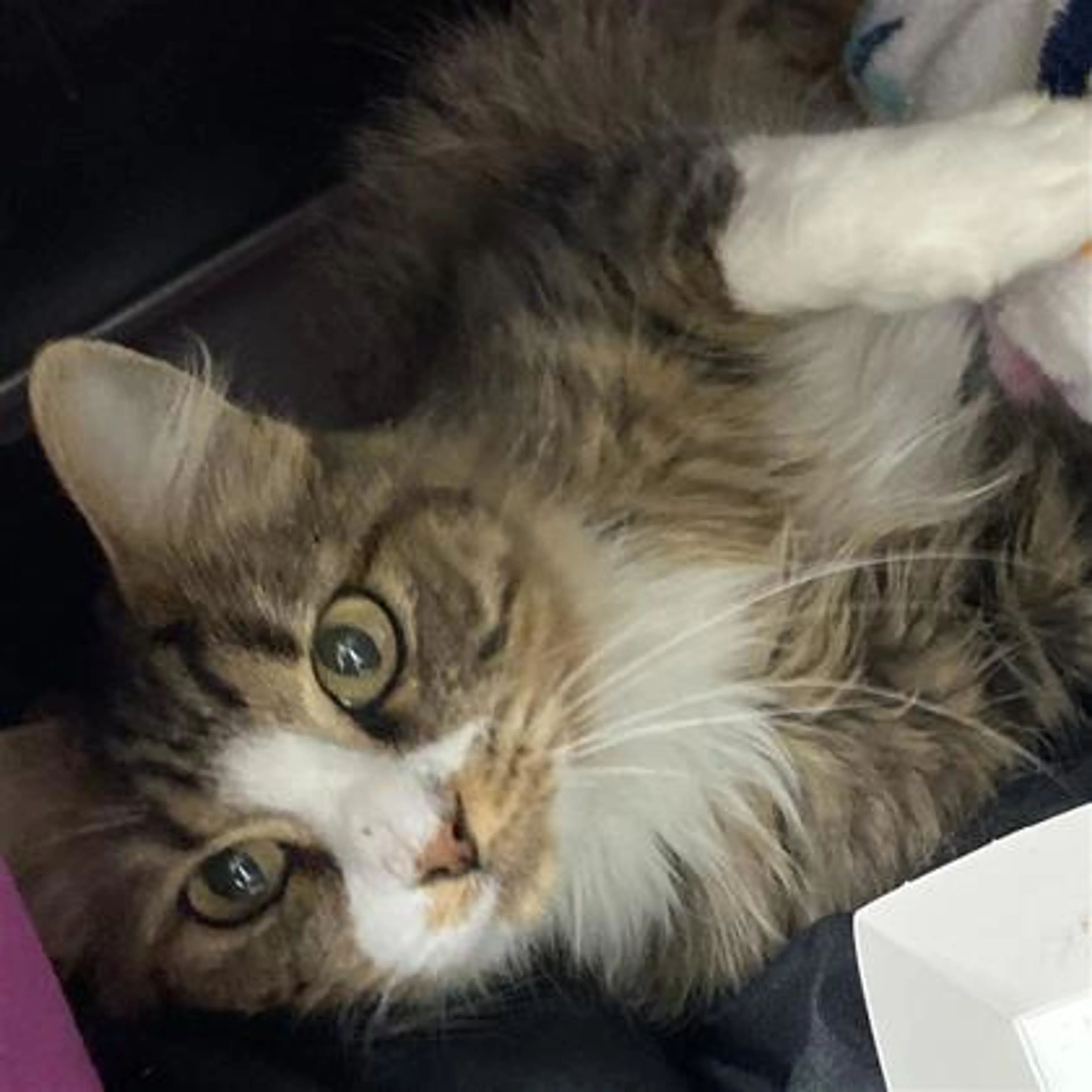 Found pet-1