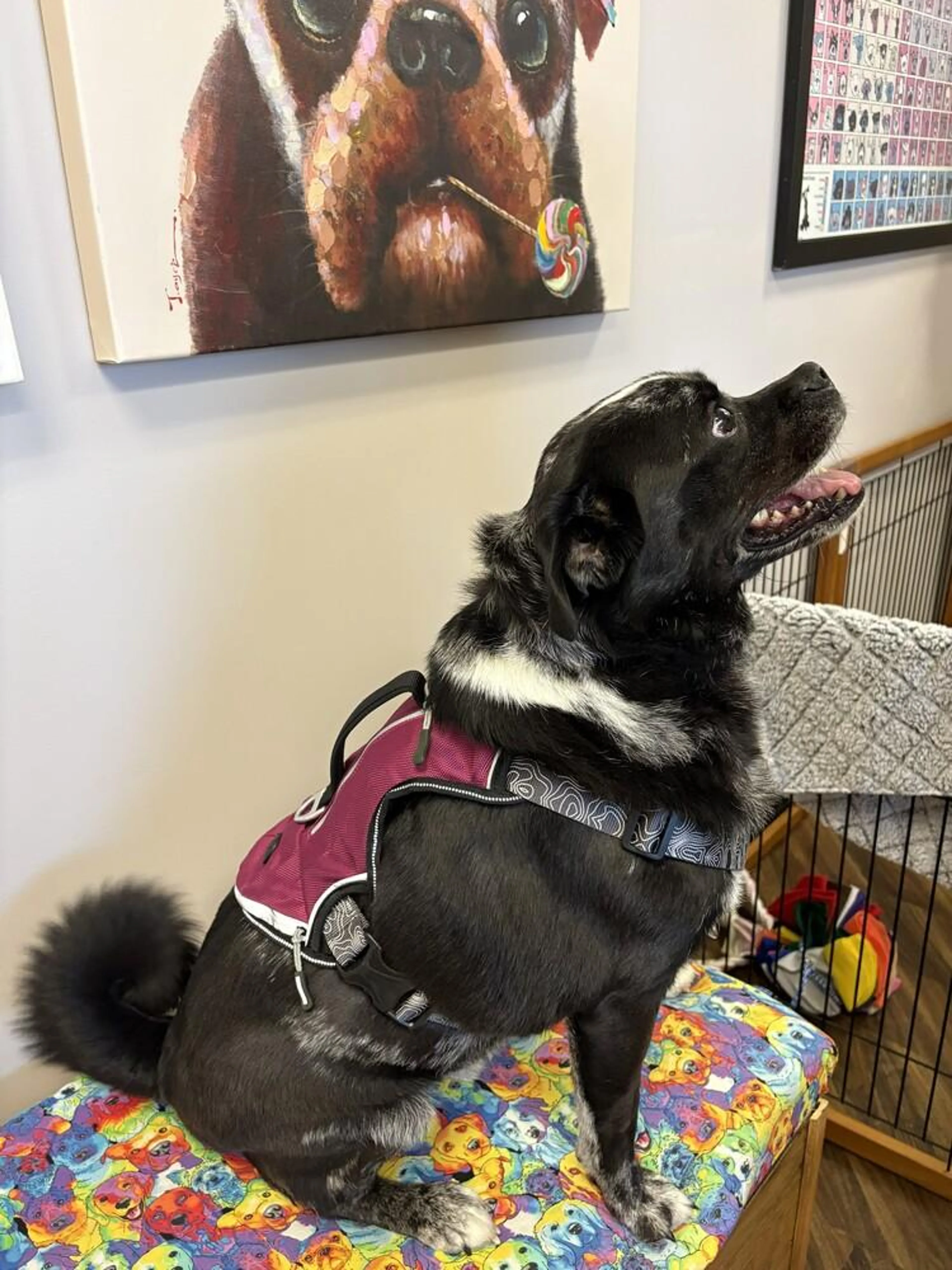 Found pet-4