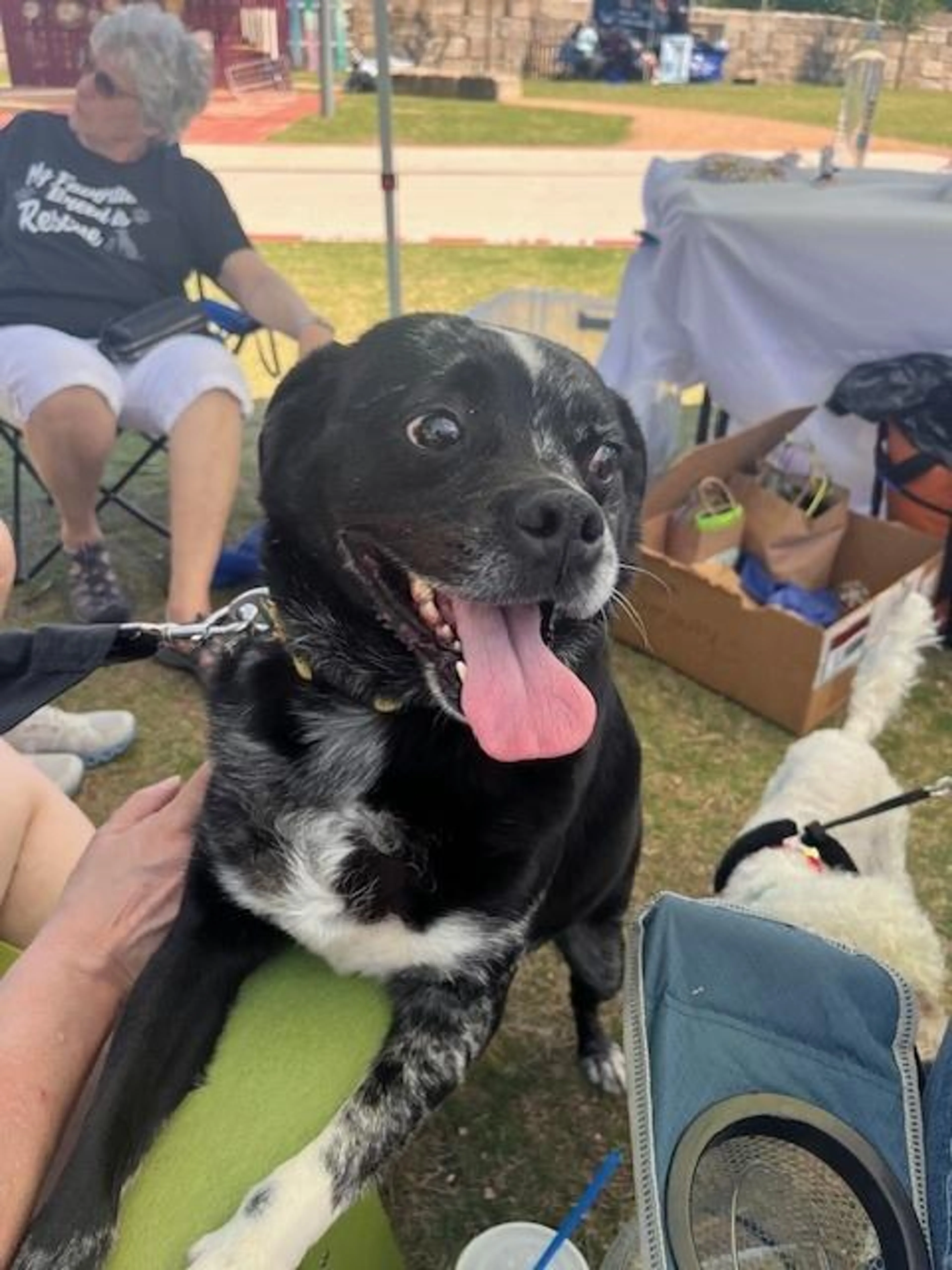 Found pet-2