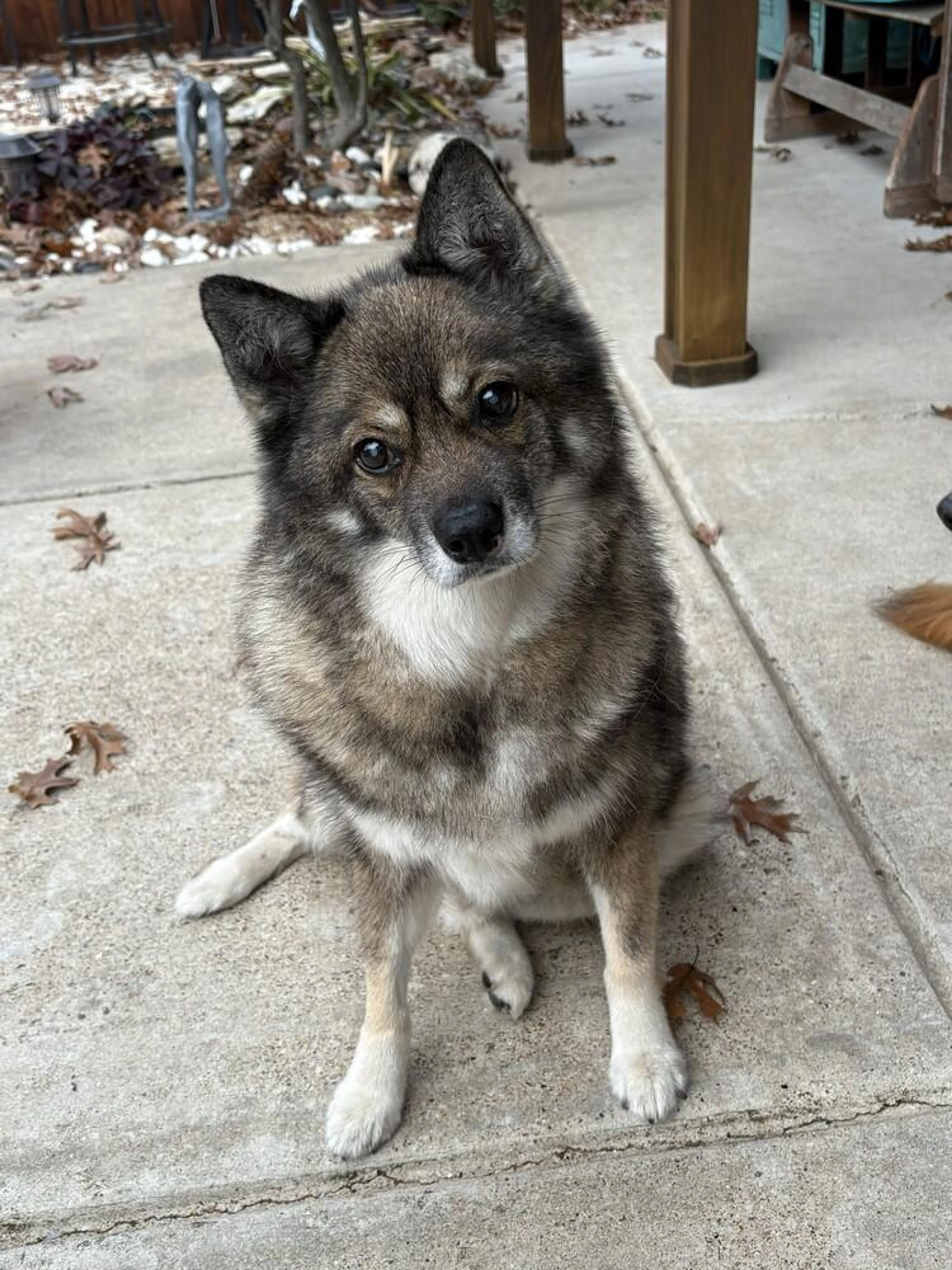 Found pet-0