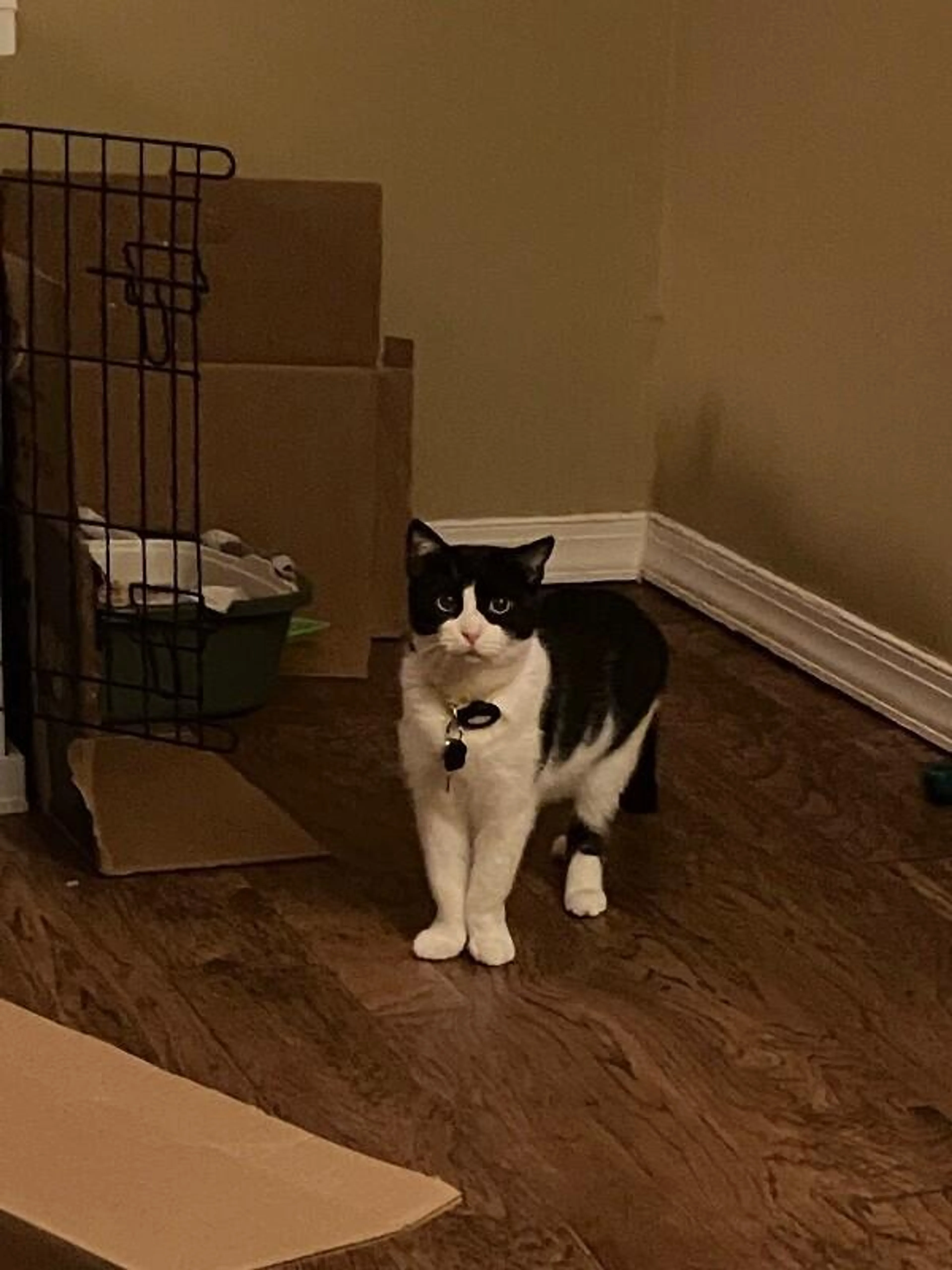 Found pet-3
