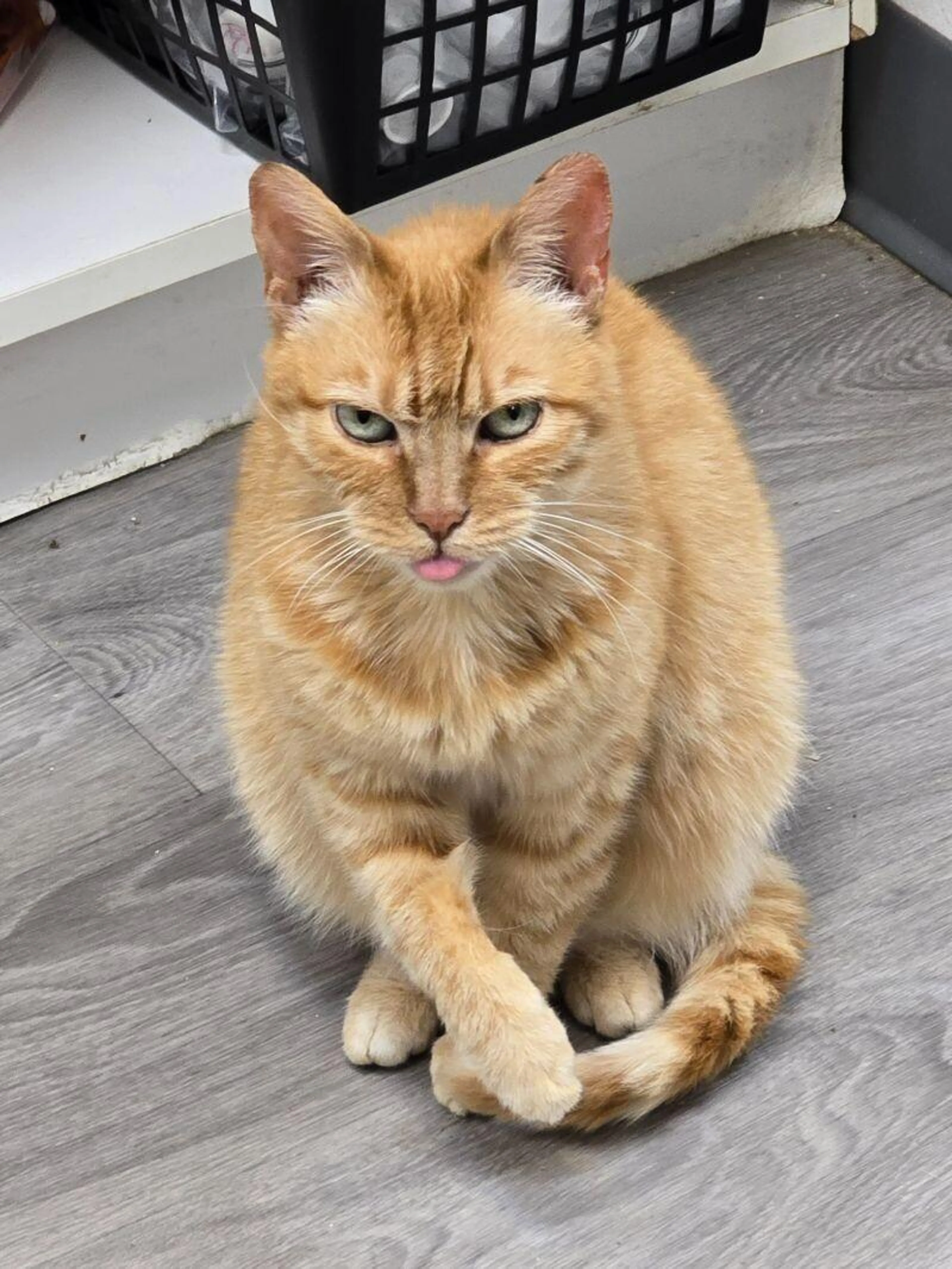 Found pet-1