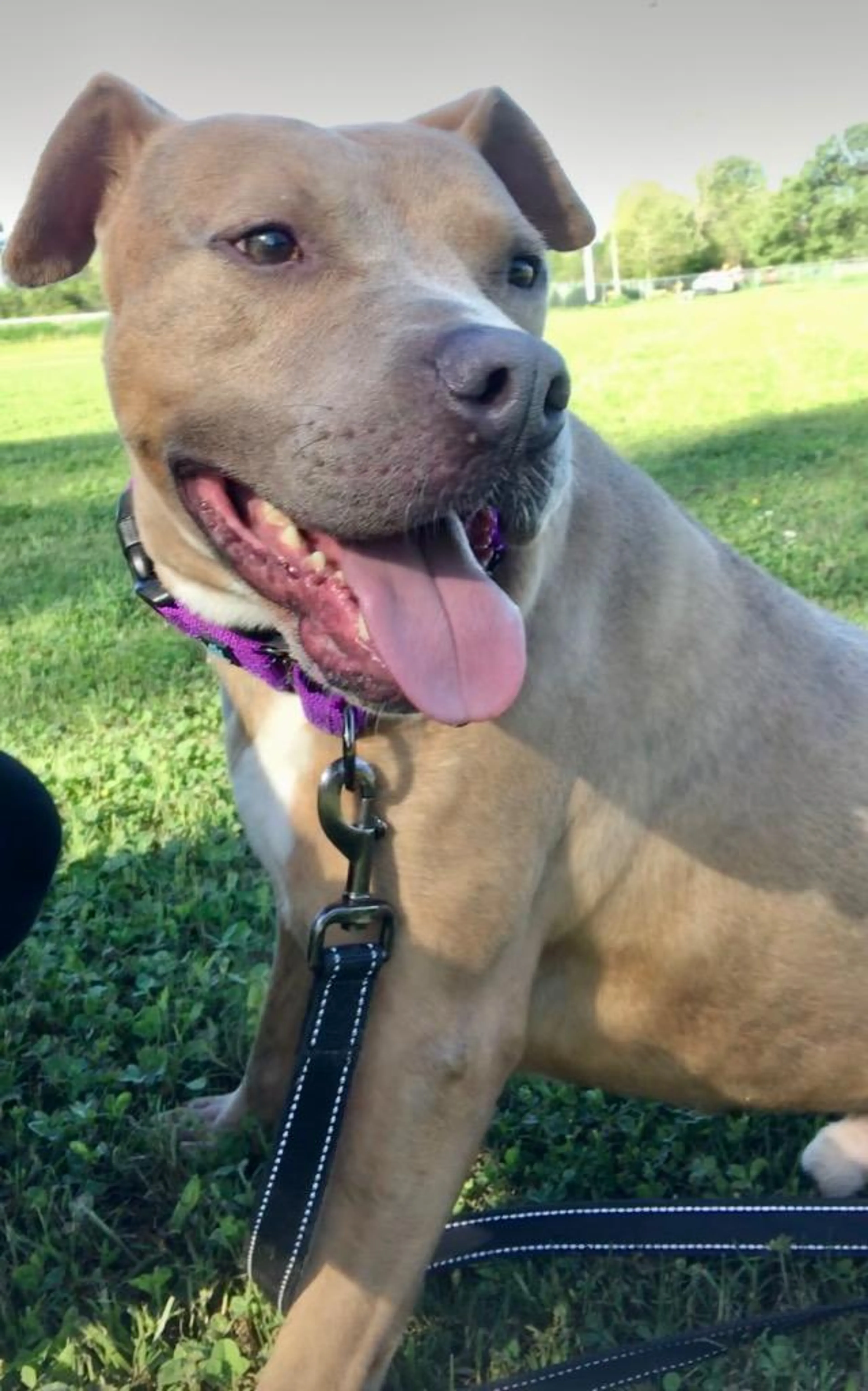 Found pet-3