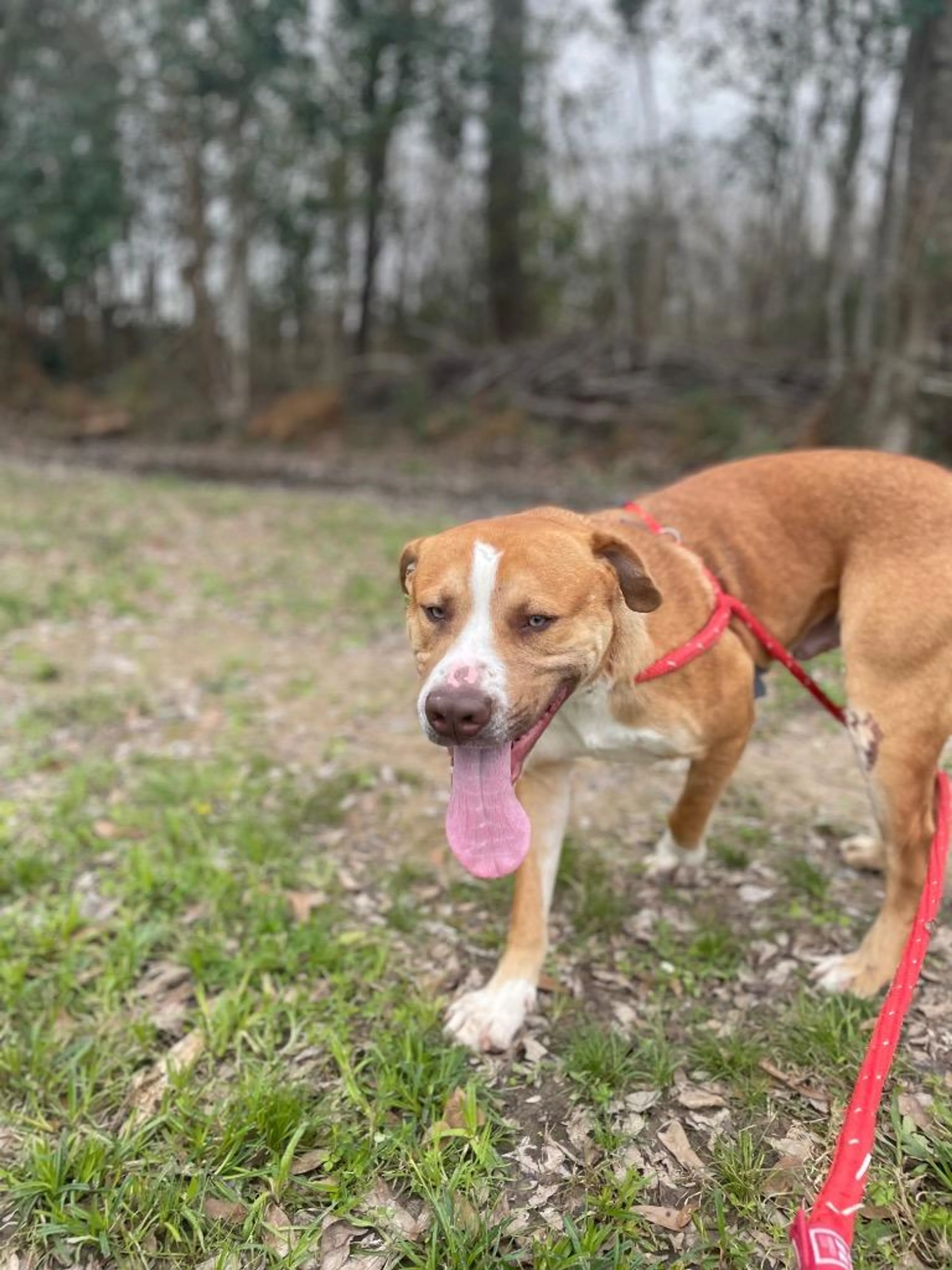 Found pet-4