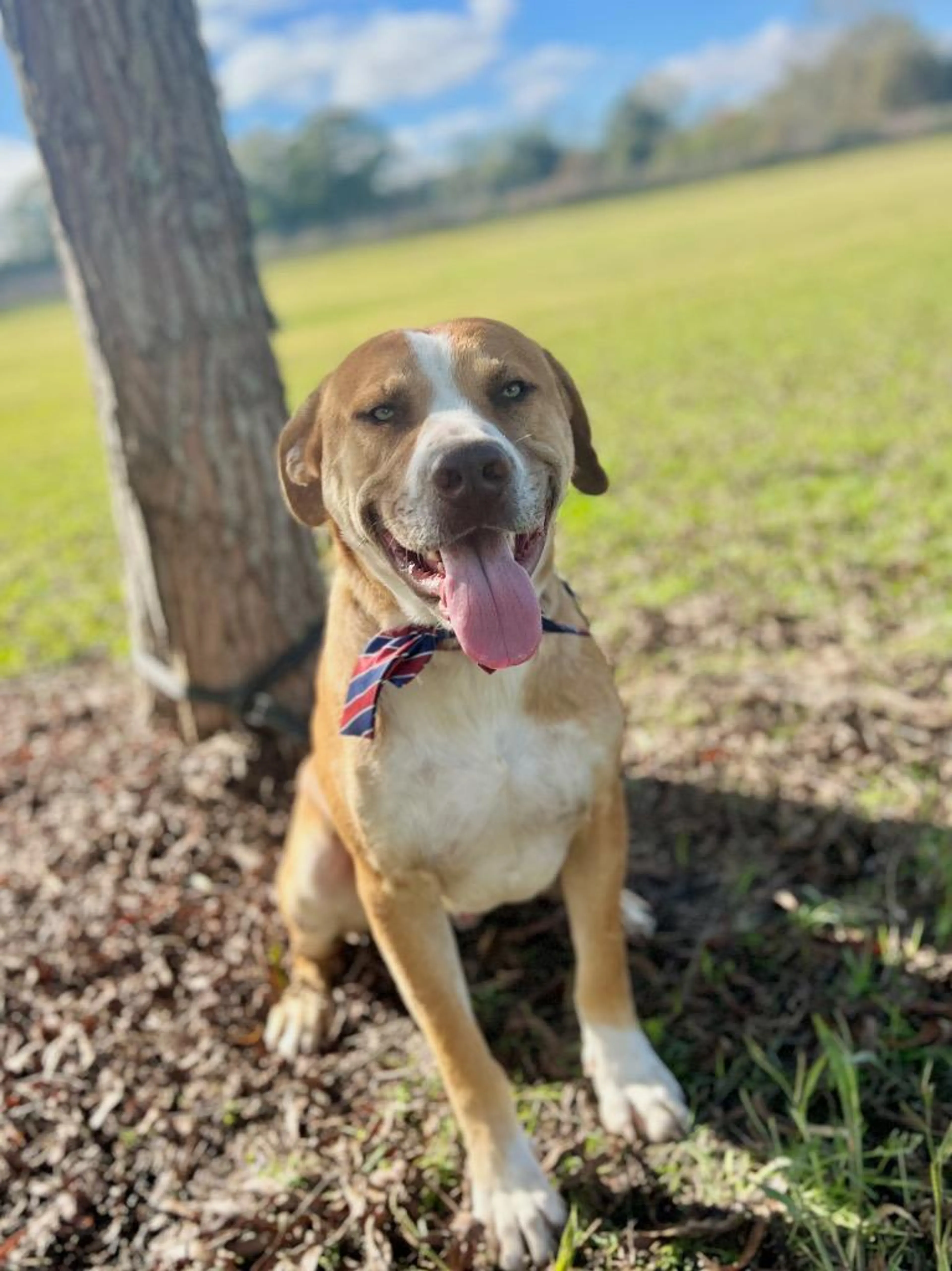 Found pet-3