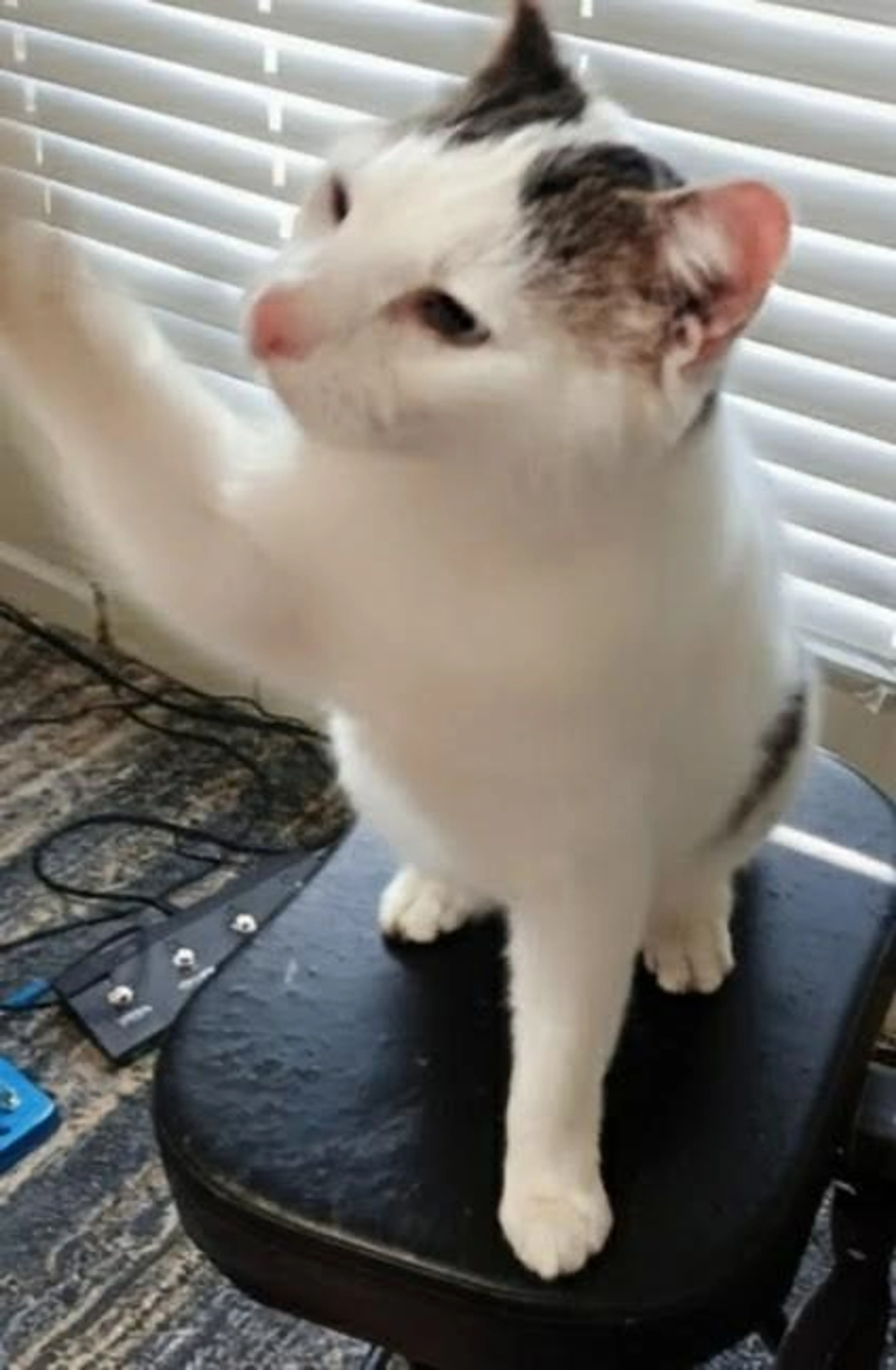 Found pet-1