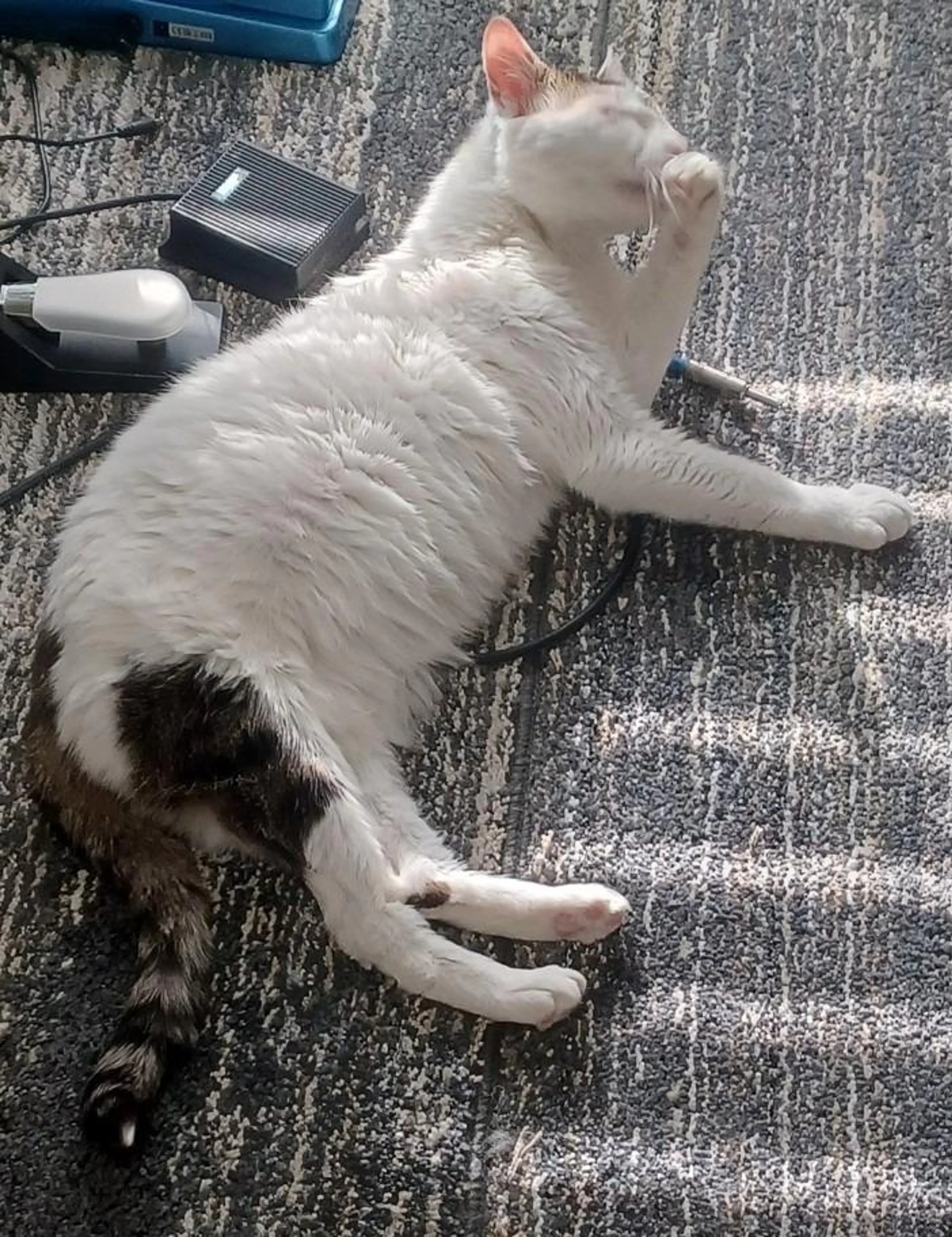 Found pet-0