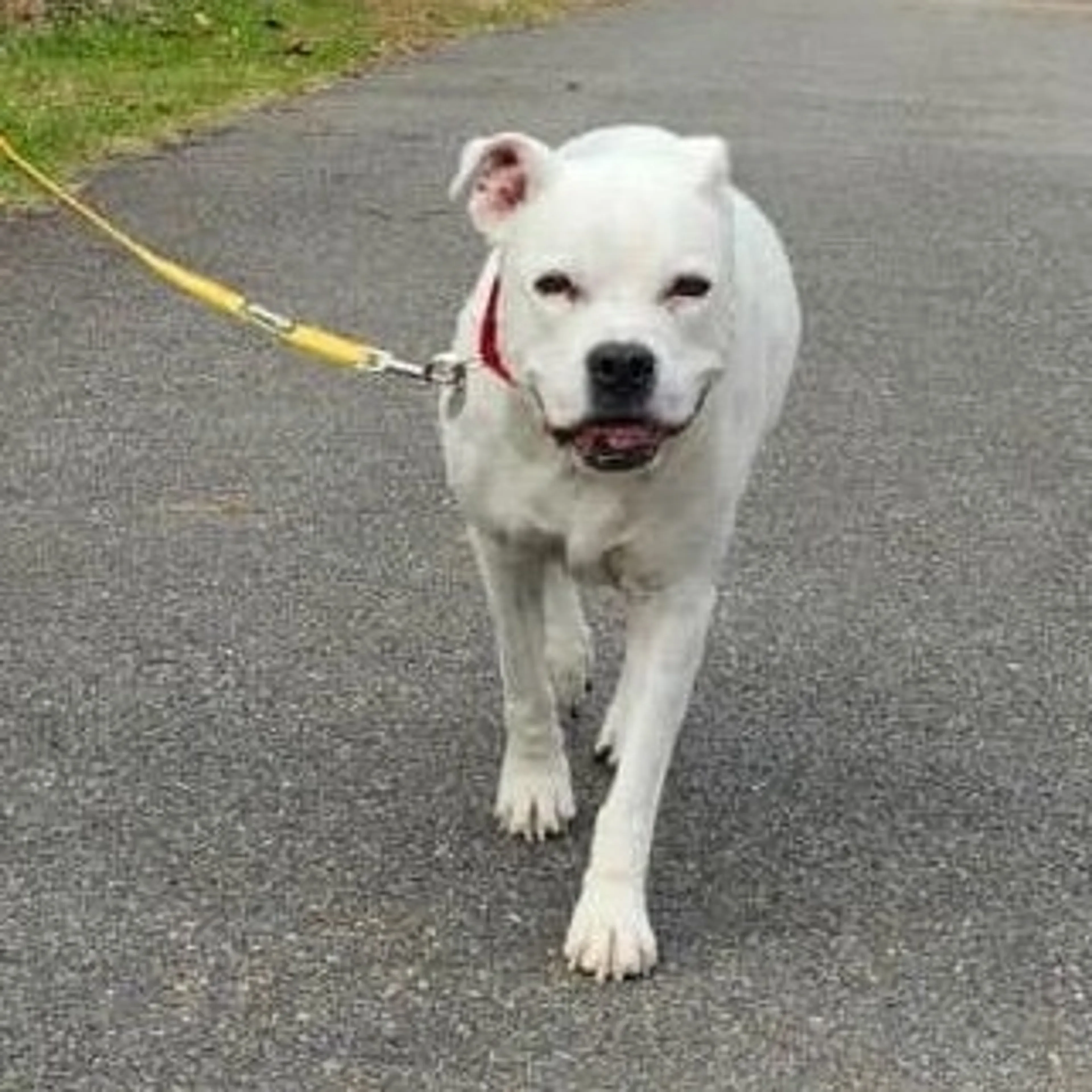 Found pet-4